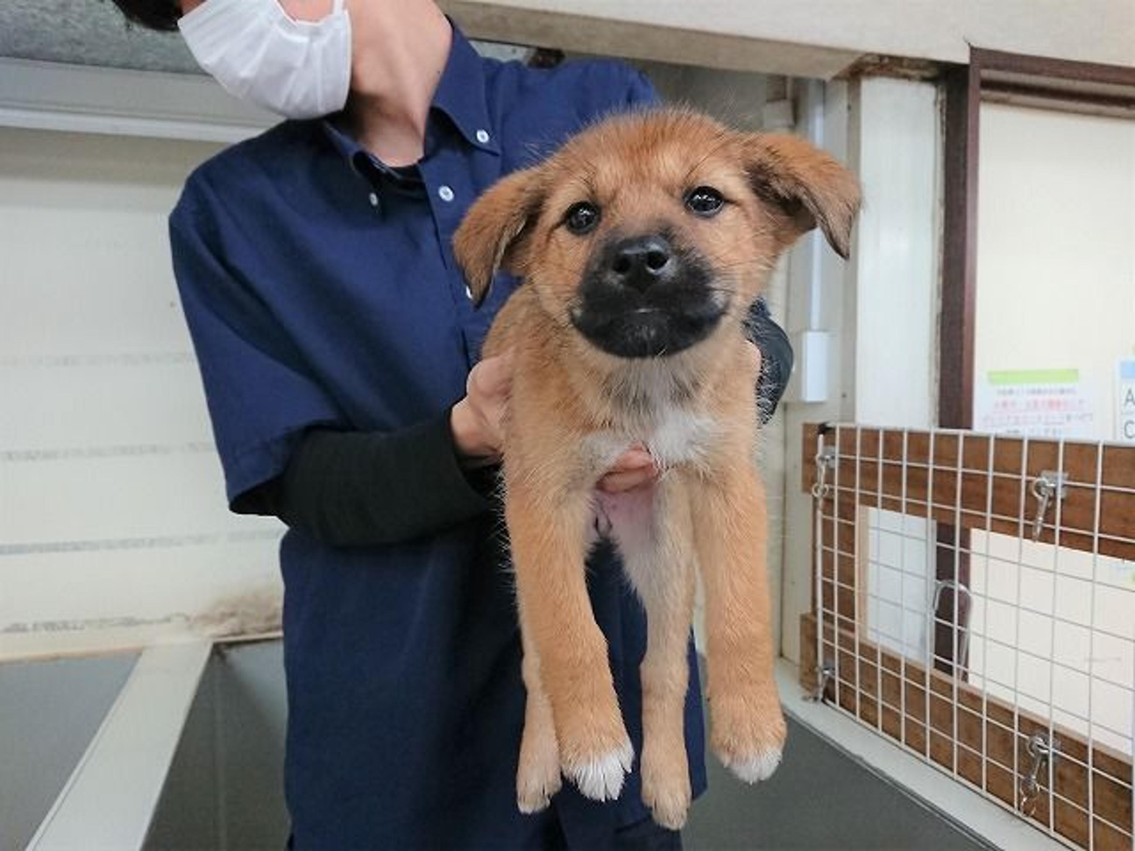 pet-image-4