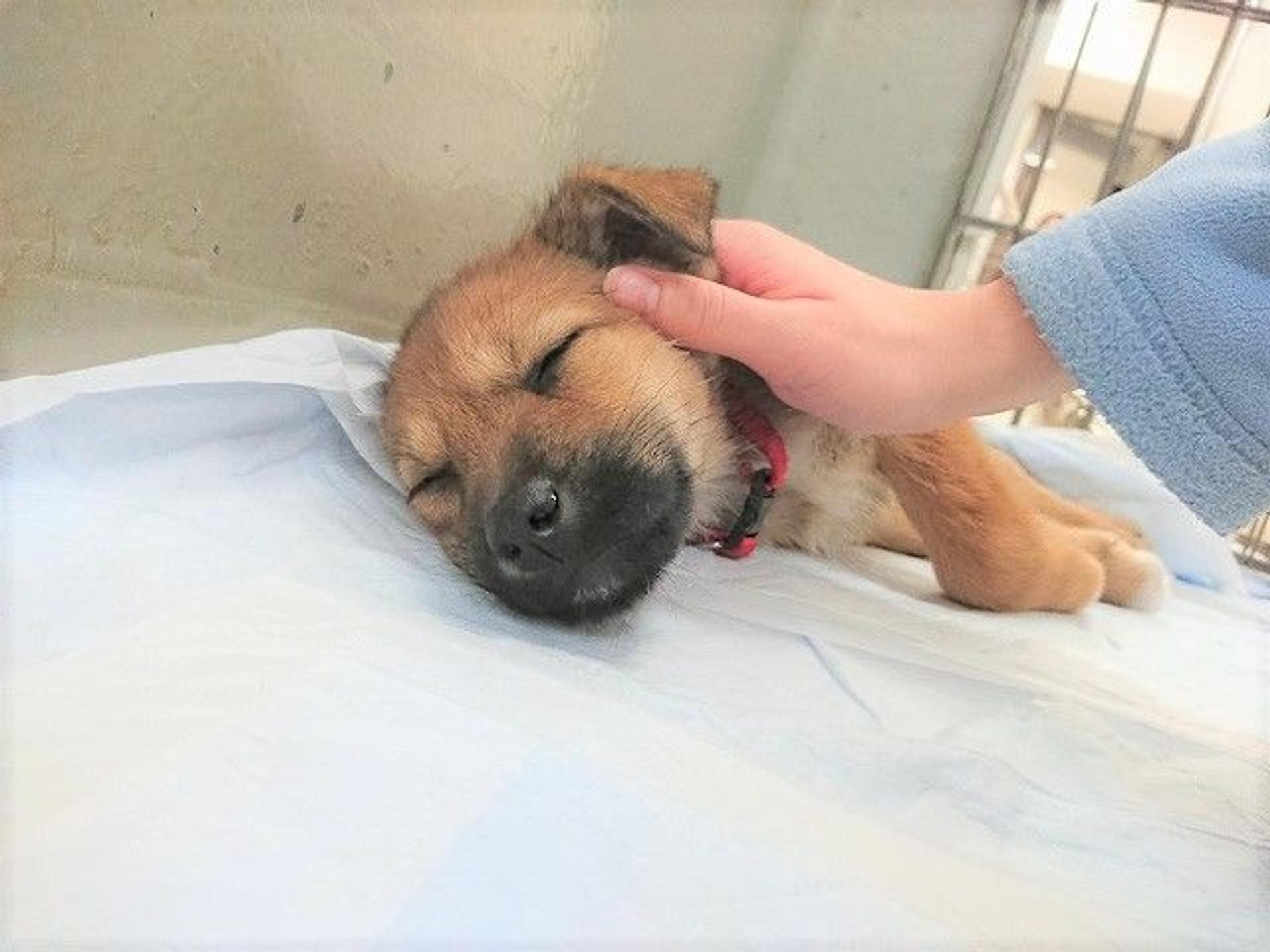 pet-image-5
