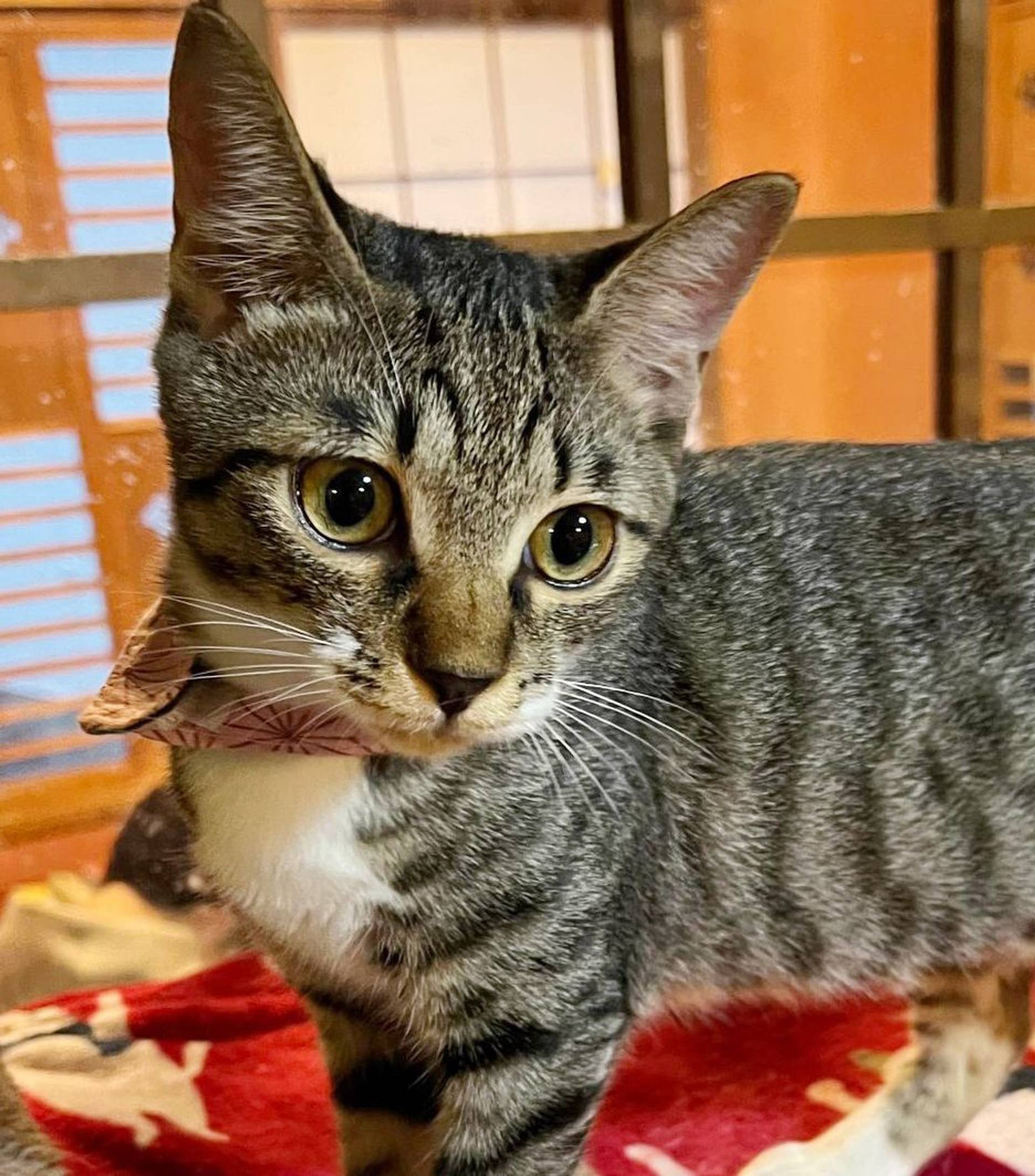 雑種（ミックス猫）・メスの里親募集の写真