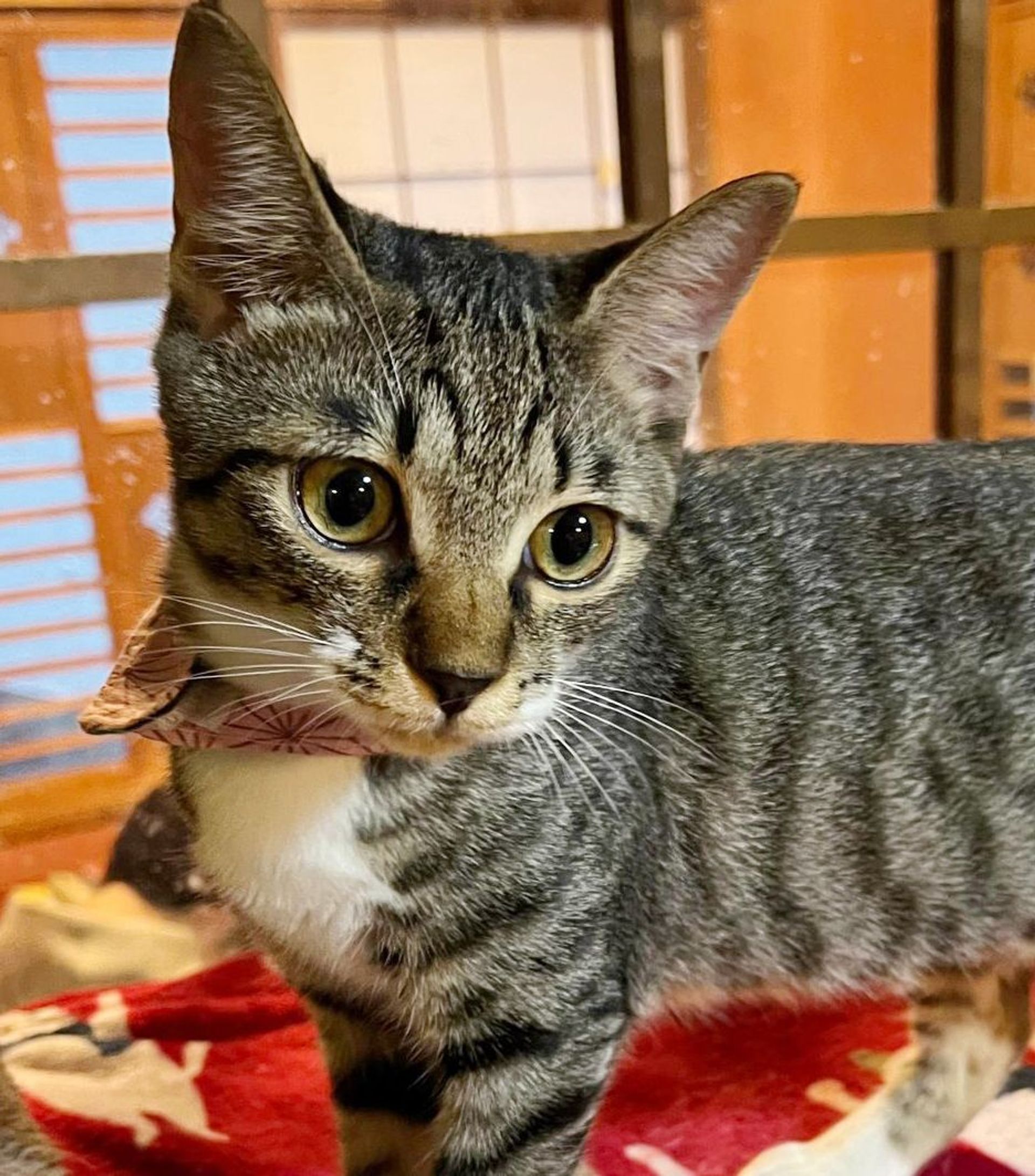 雑種（ミックス猫）・メスの里親募集の写真