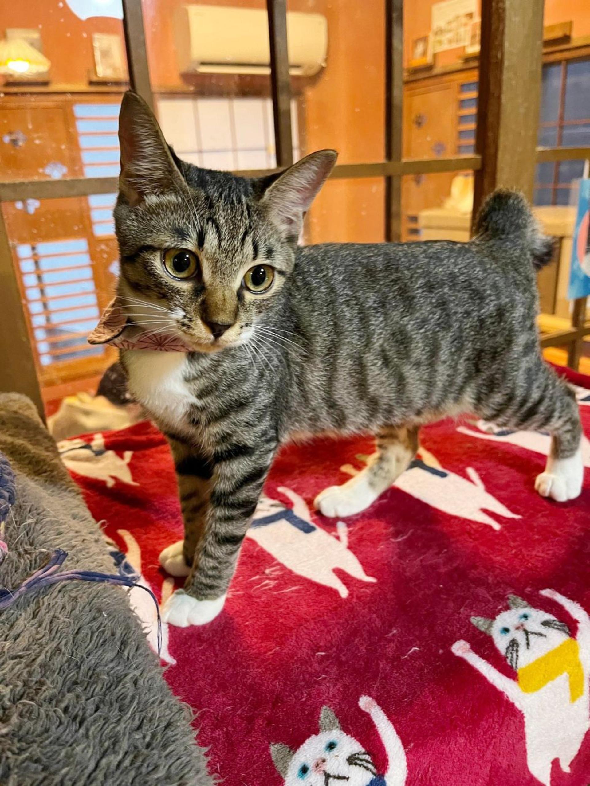 pet-image-4