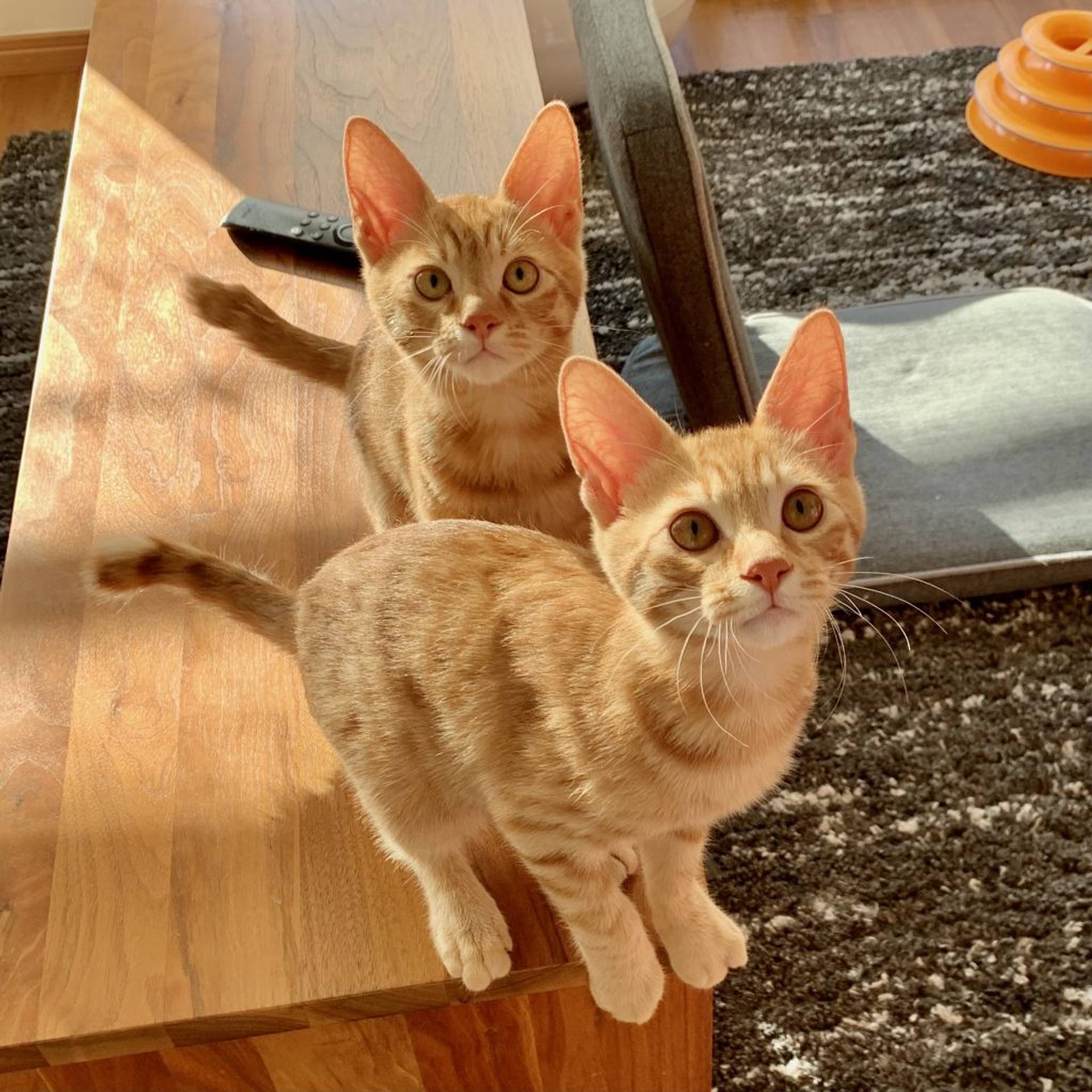 雑種（ミックス猫）・オスの里親募集の写真
