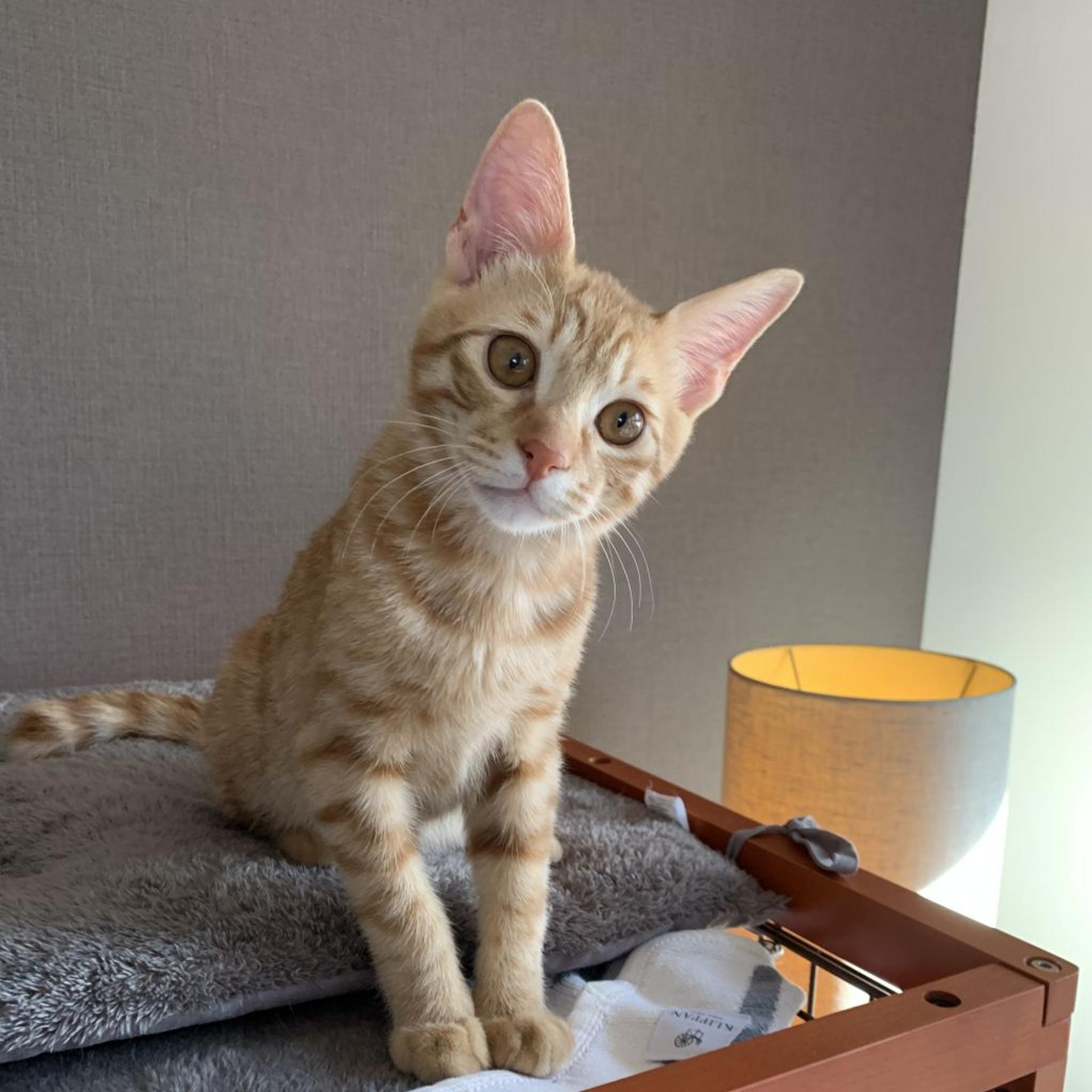 pet-image-8