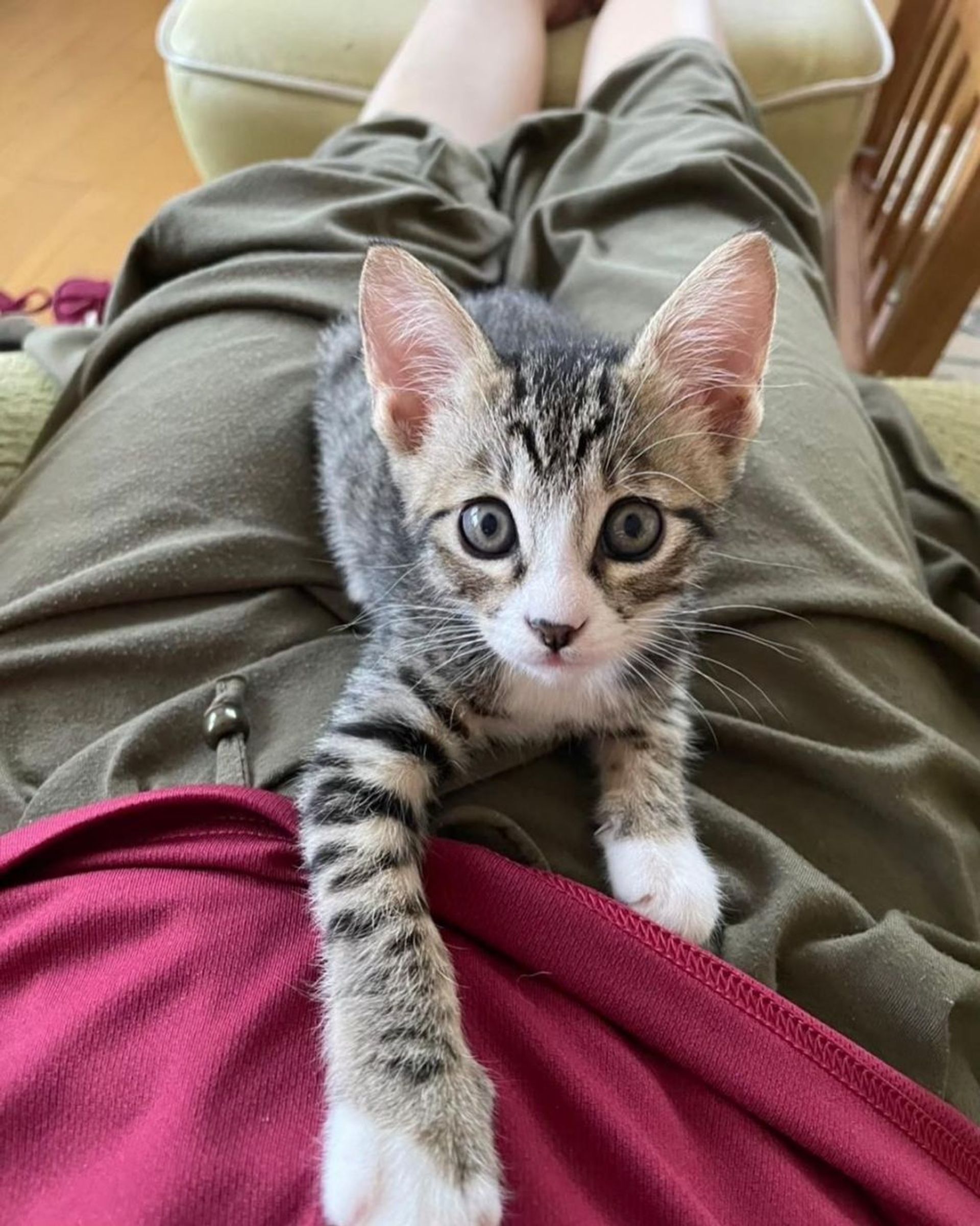 雑種（ミックス猫）・オスの里親募集の写真