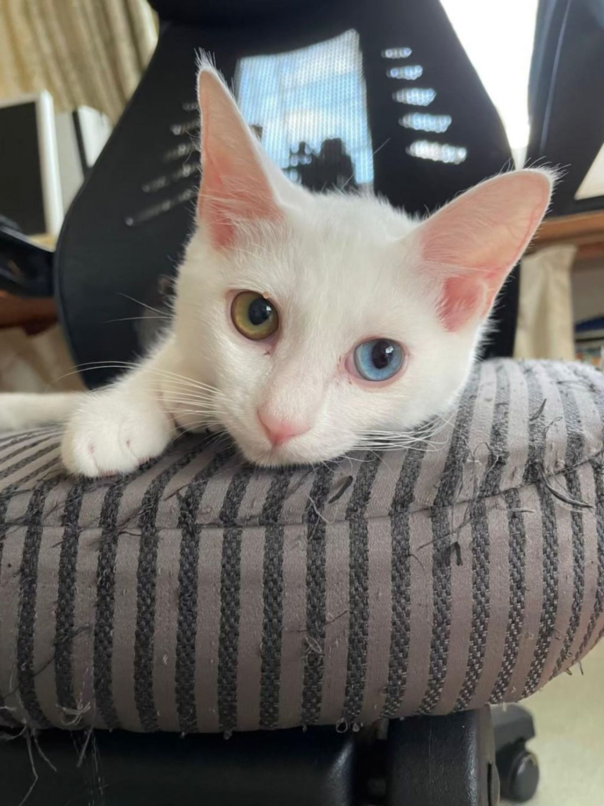 雑種（ミックス猫）・メスの里親募集の写真