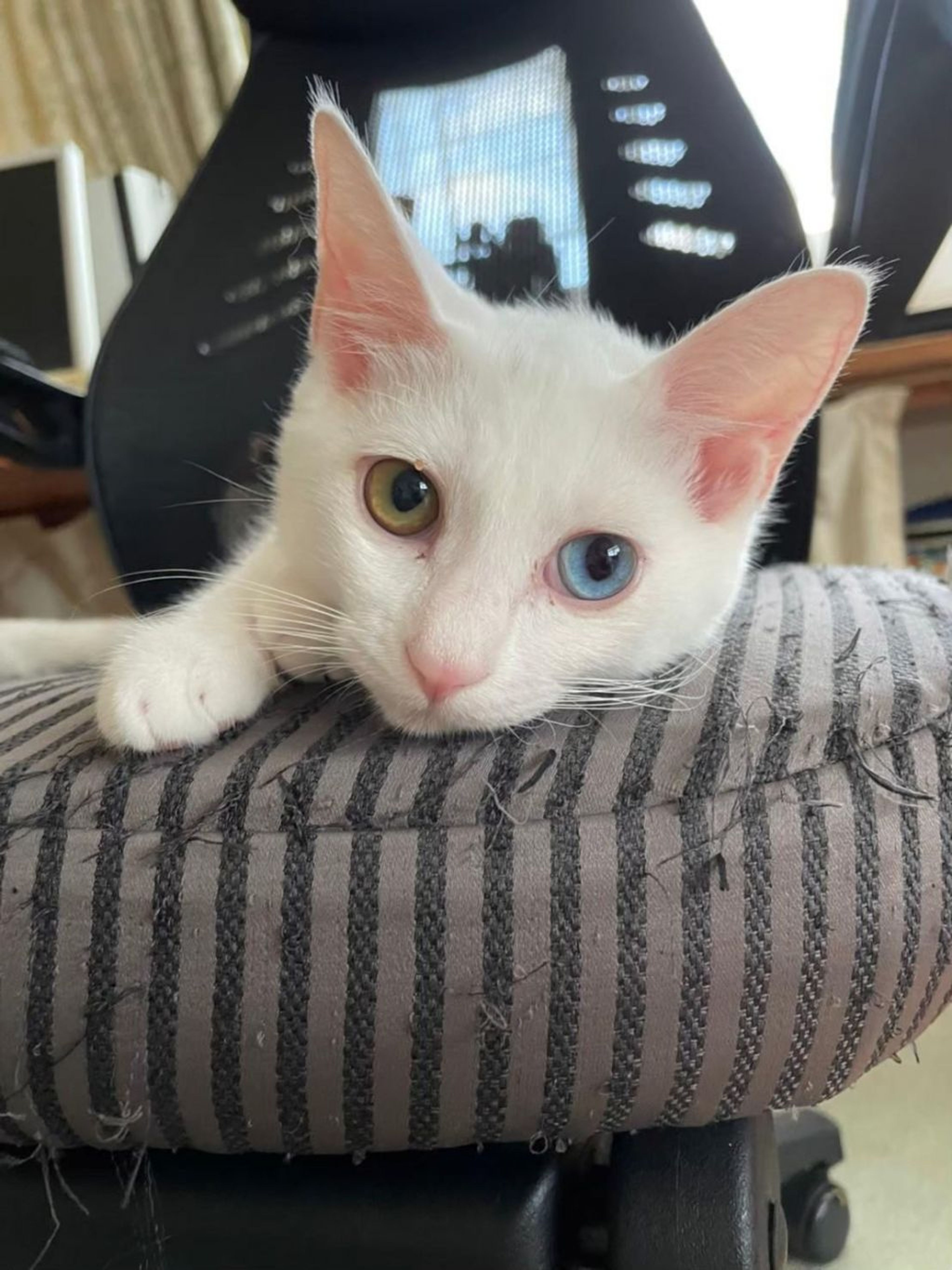 雑種（ミックス猫）・メスの里親募集の写真