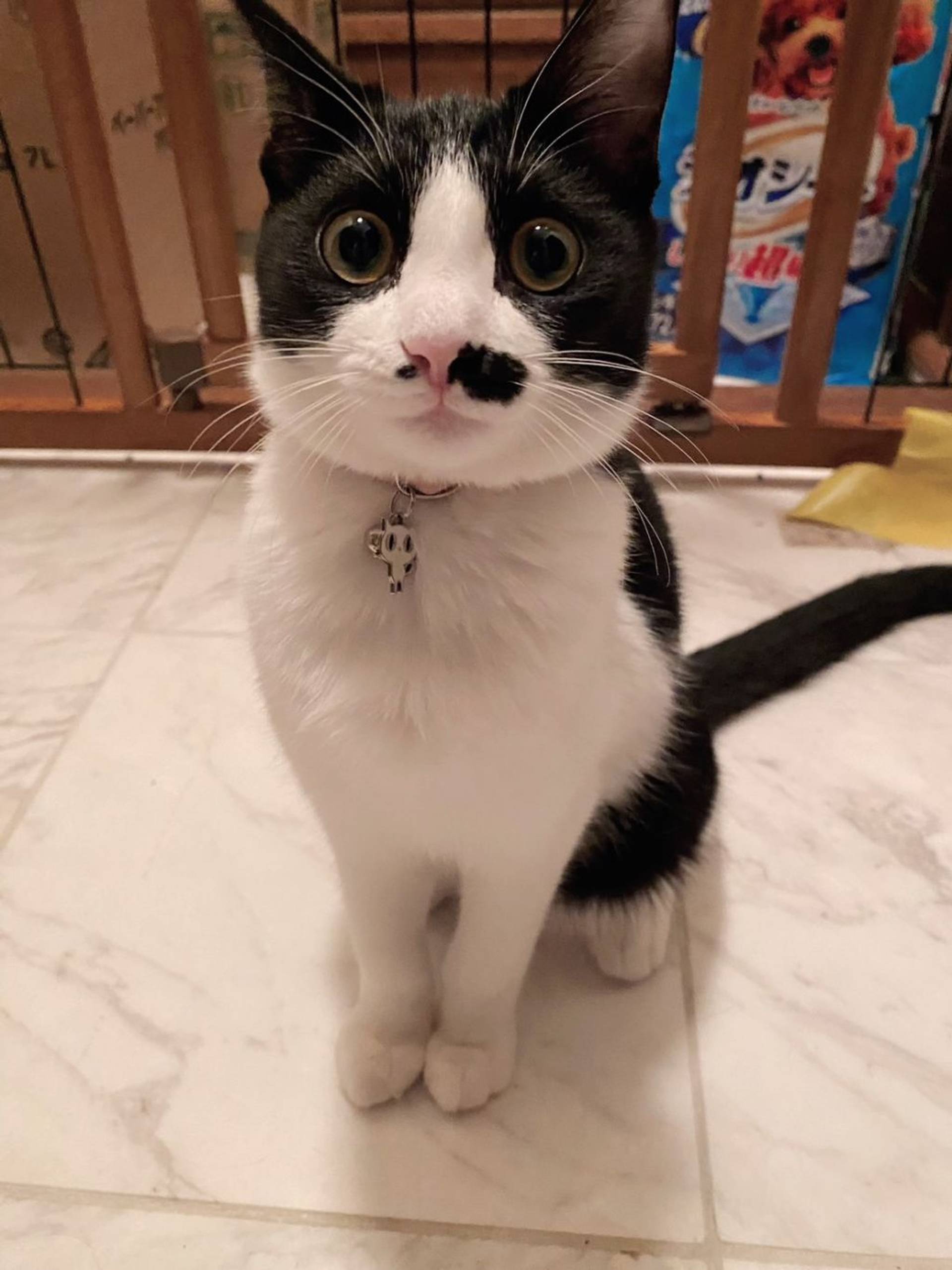 雑種（ミックス猫）・メスの里親募集の写真