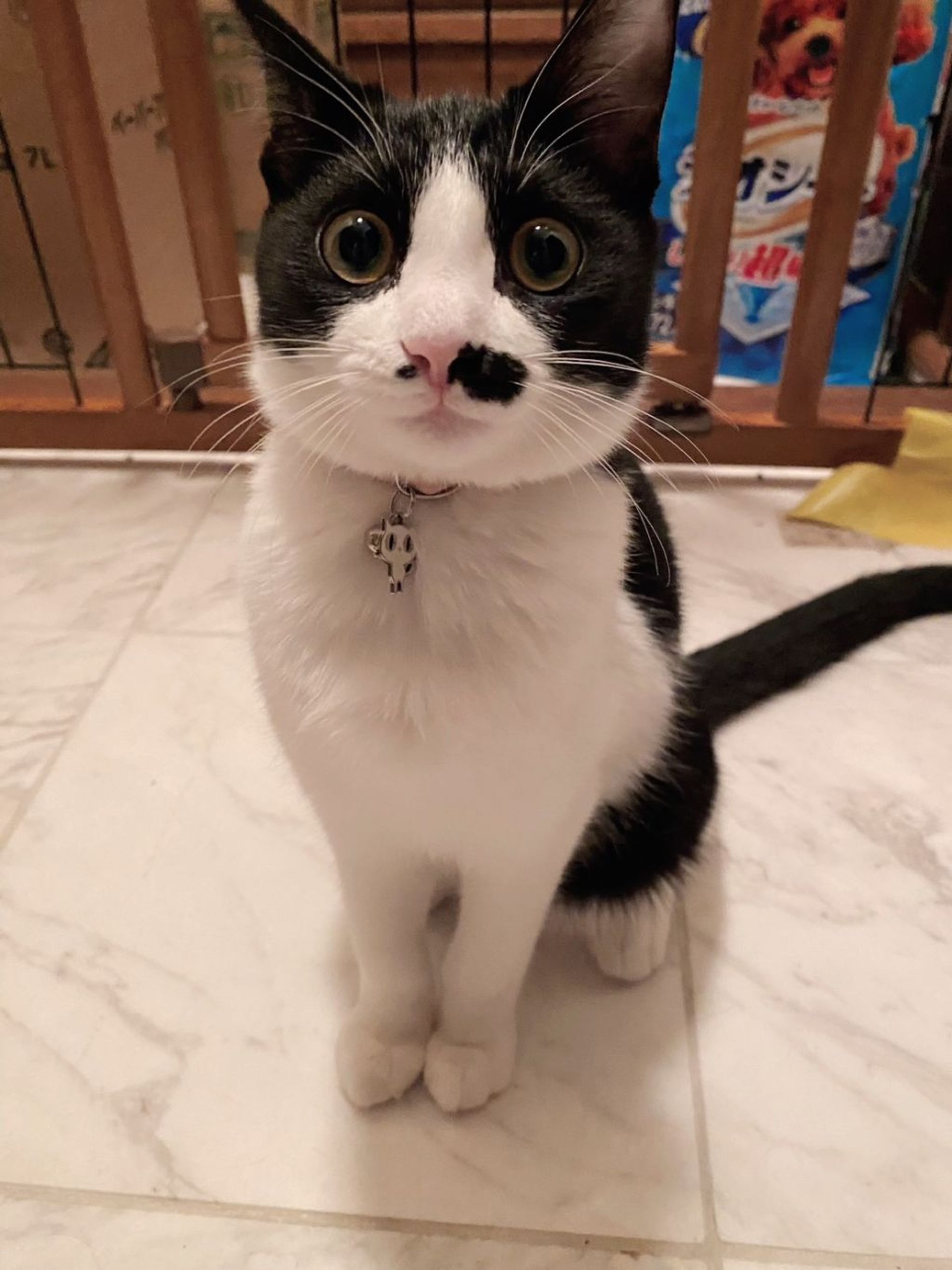 雑種（ミックス猫）・メスの里親募集の写真