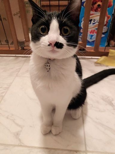 かれんの写真
