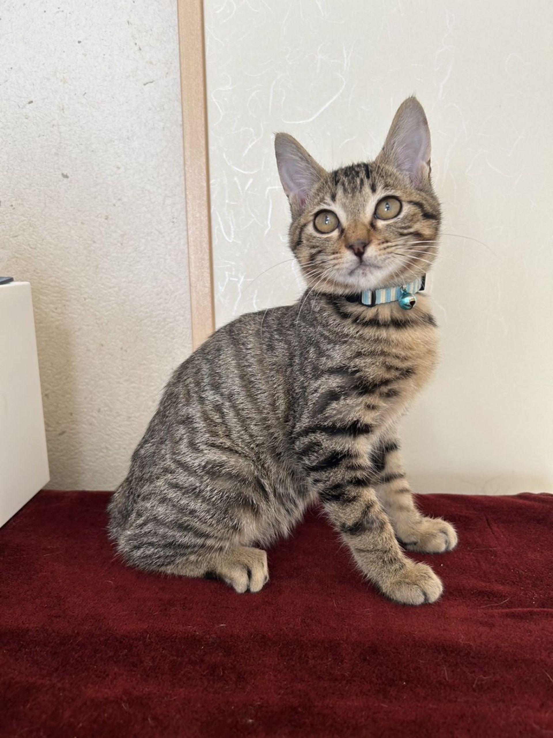 雑種（ミックス猫）・オスの里親募集の写真