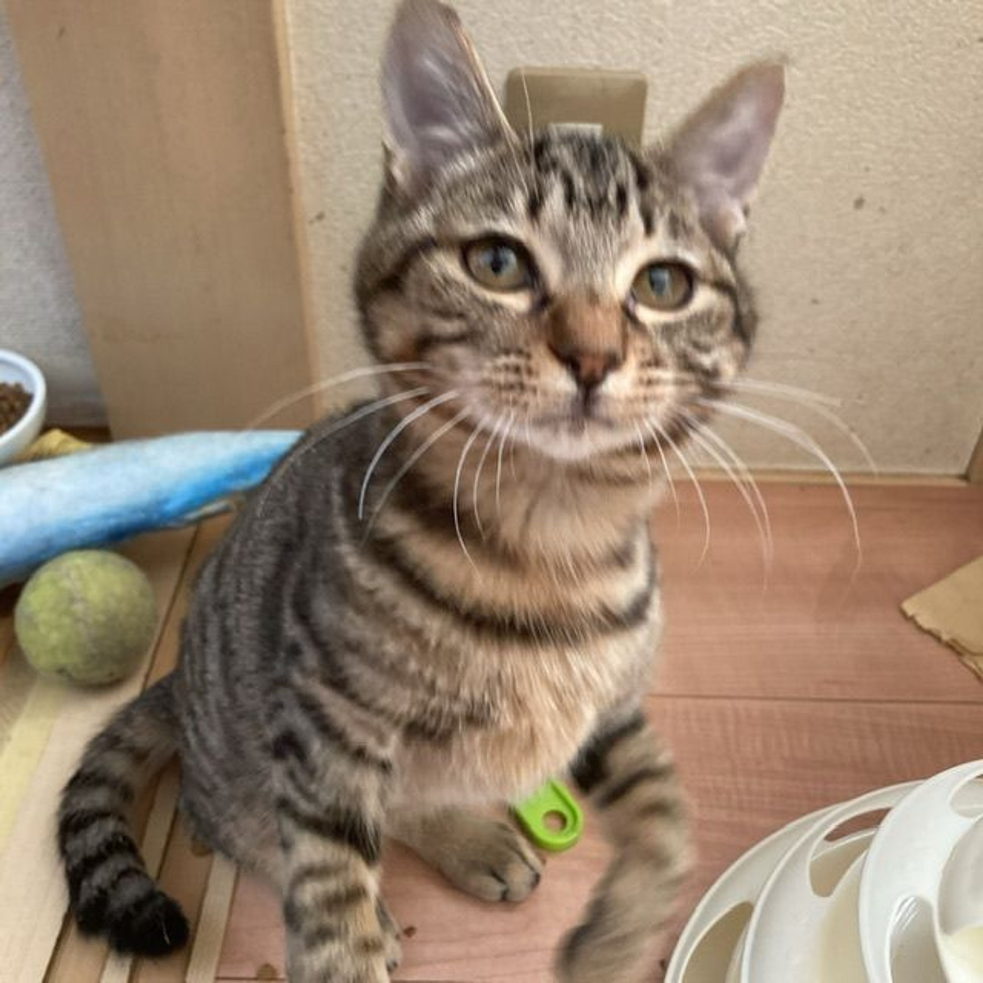 pet-image-2