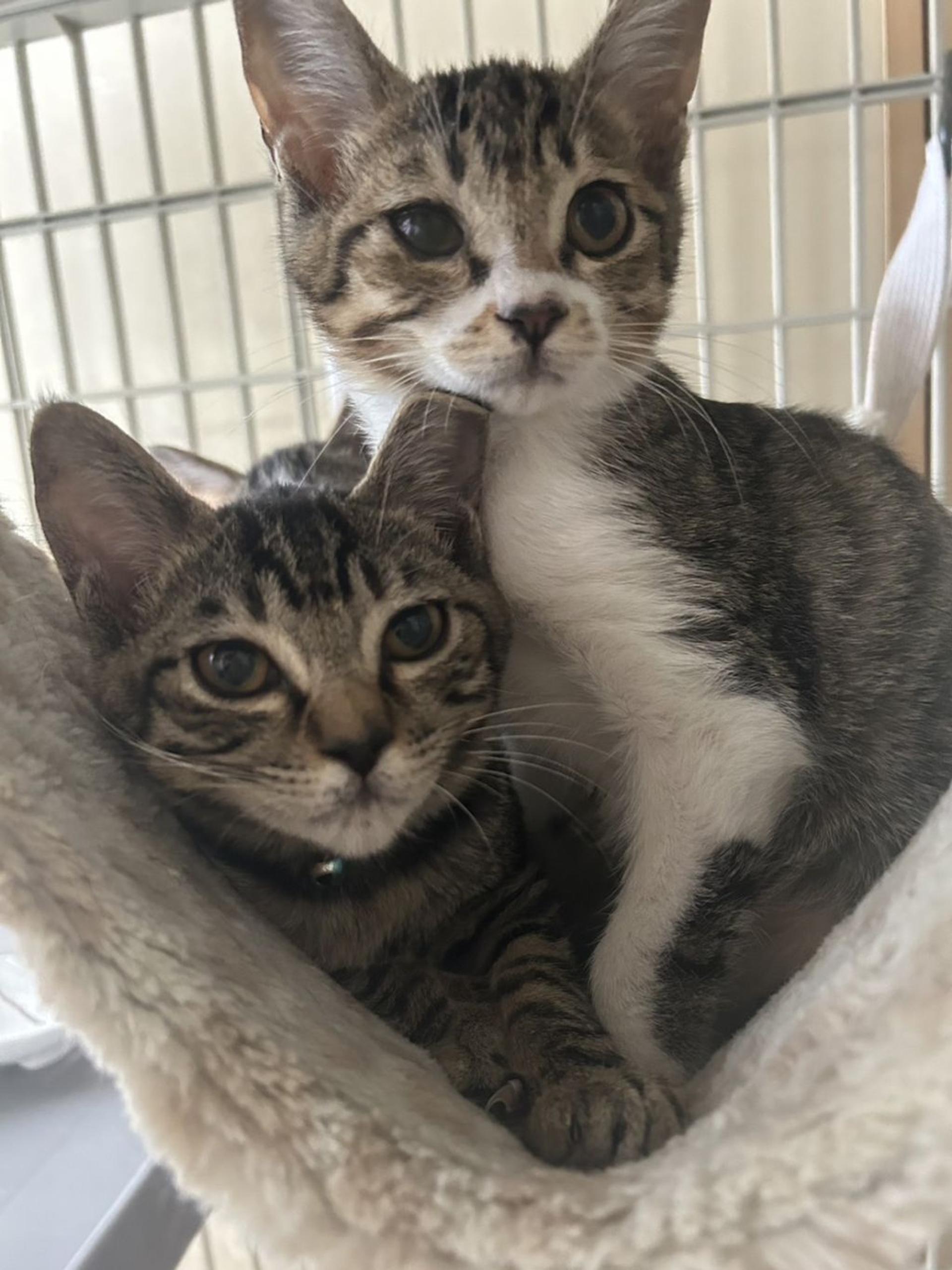 pet-image-4