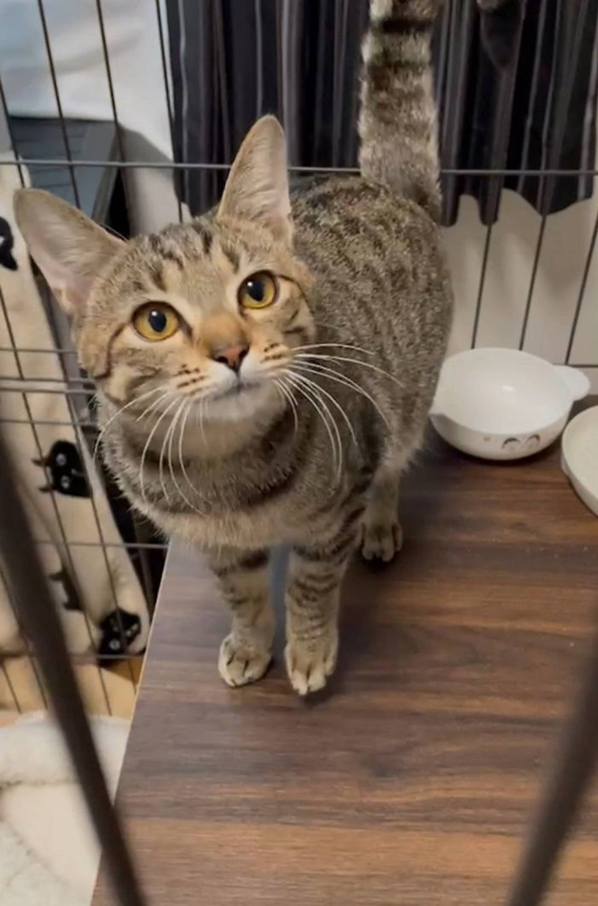 雑種（ミックス猫）・メスの里親募集の写真