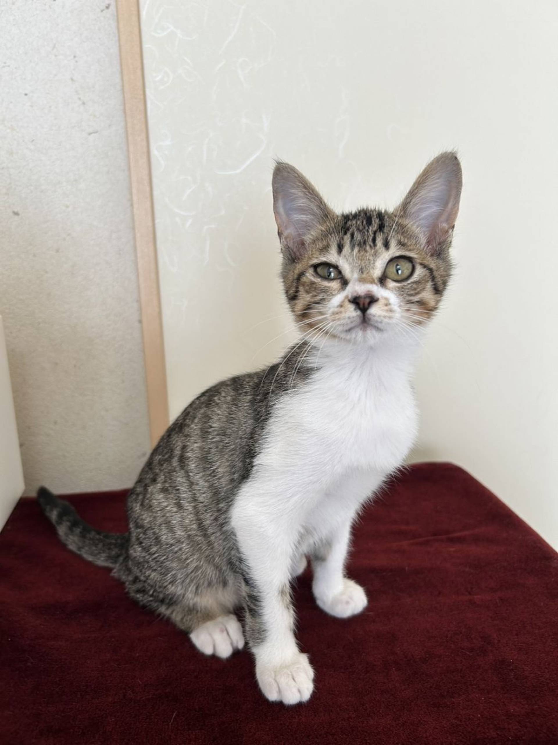 雑種（ミックス猫）・メスの里親募集の写真