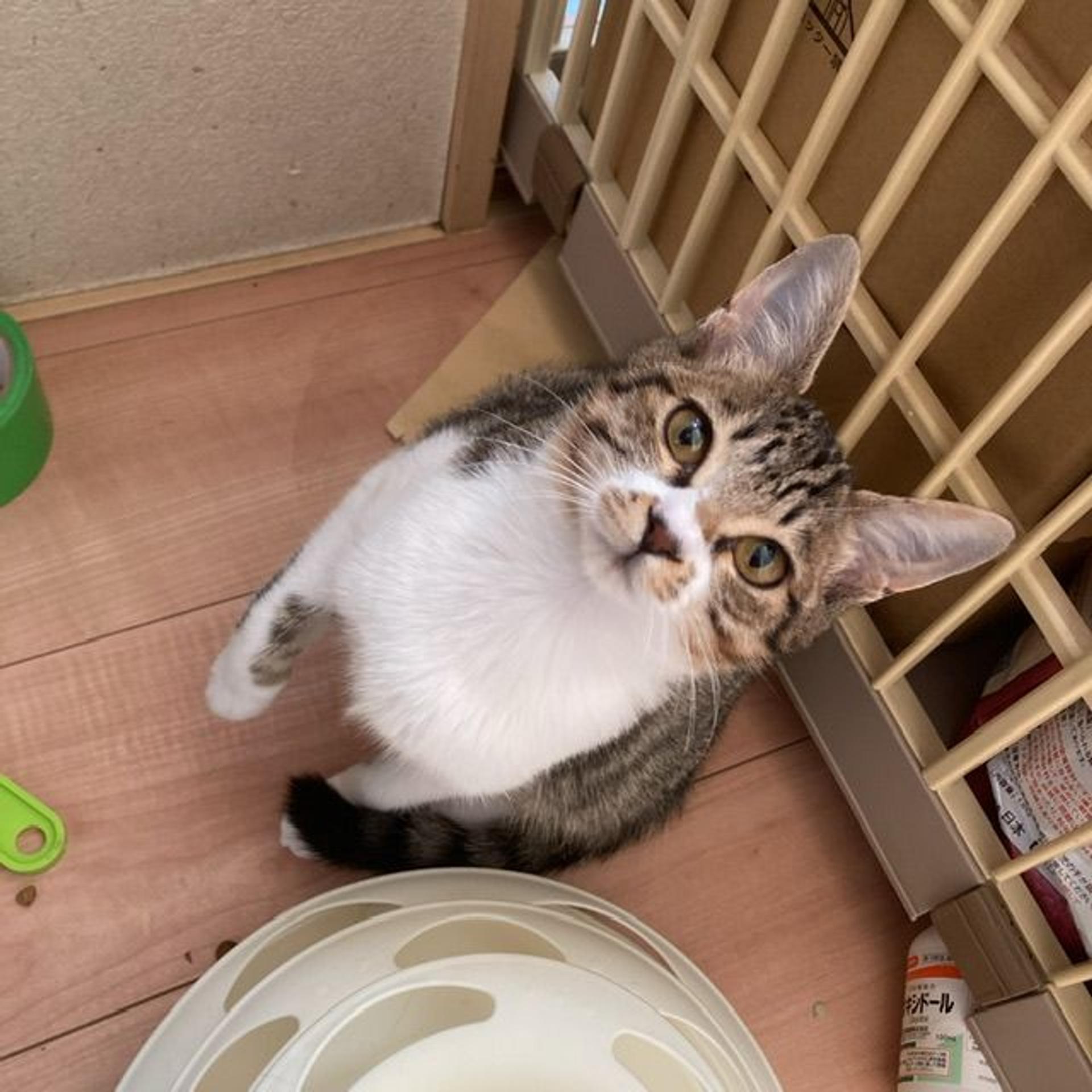 pet-image-2