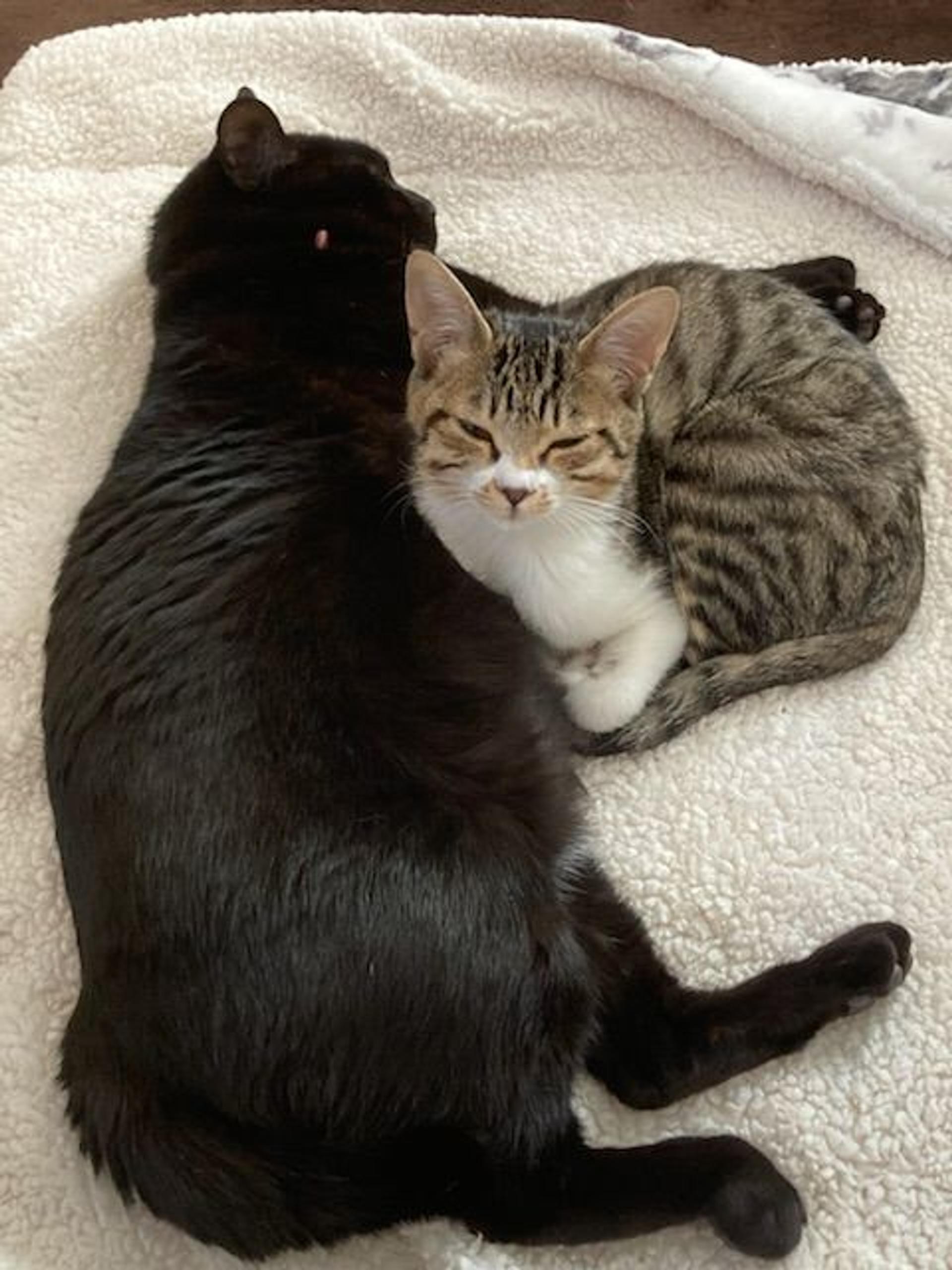 pet-image-3