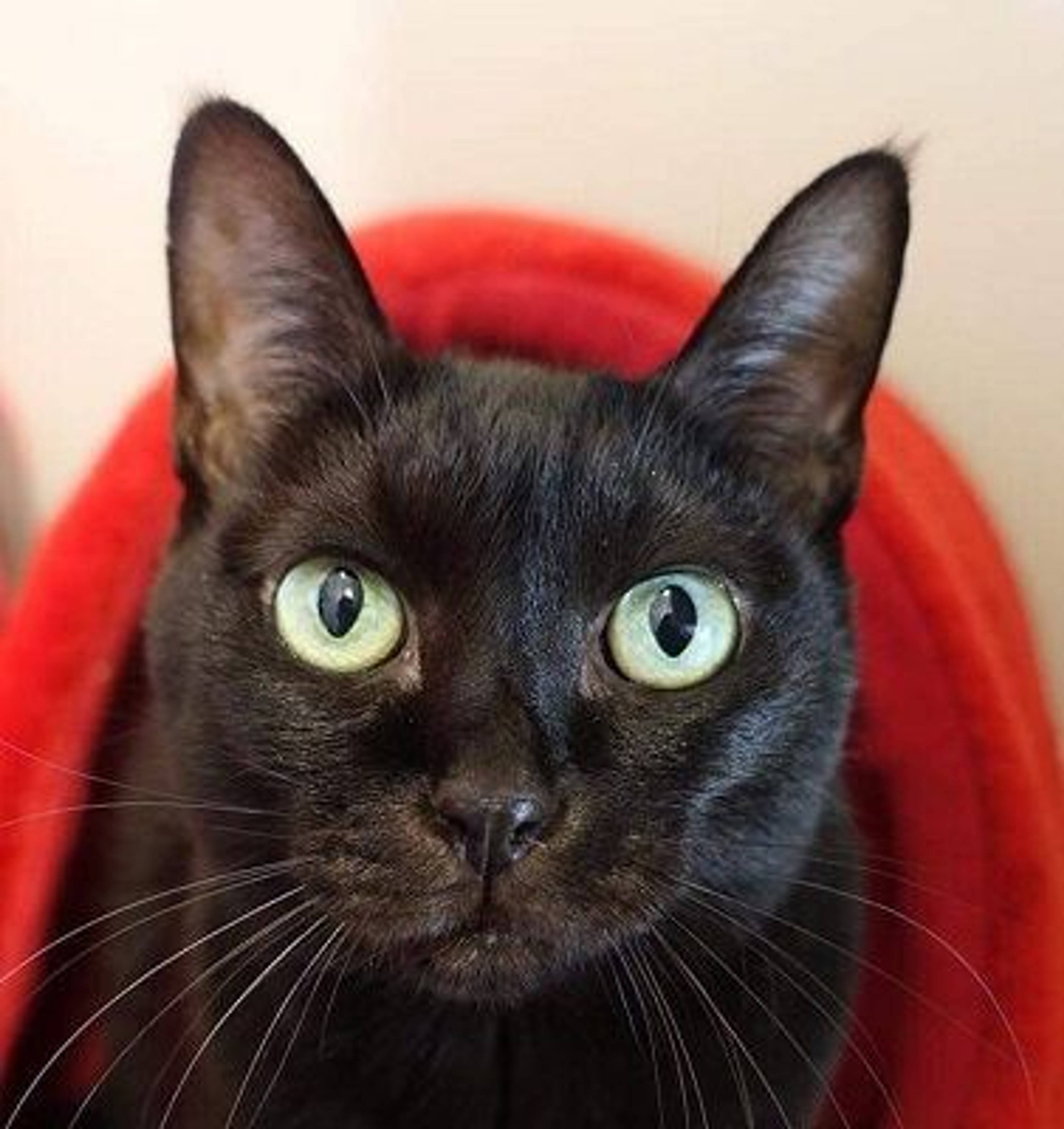 雑種（ミックス猫）・メスの里親募集の写真