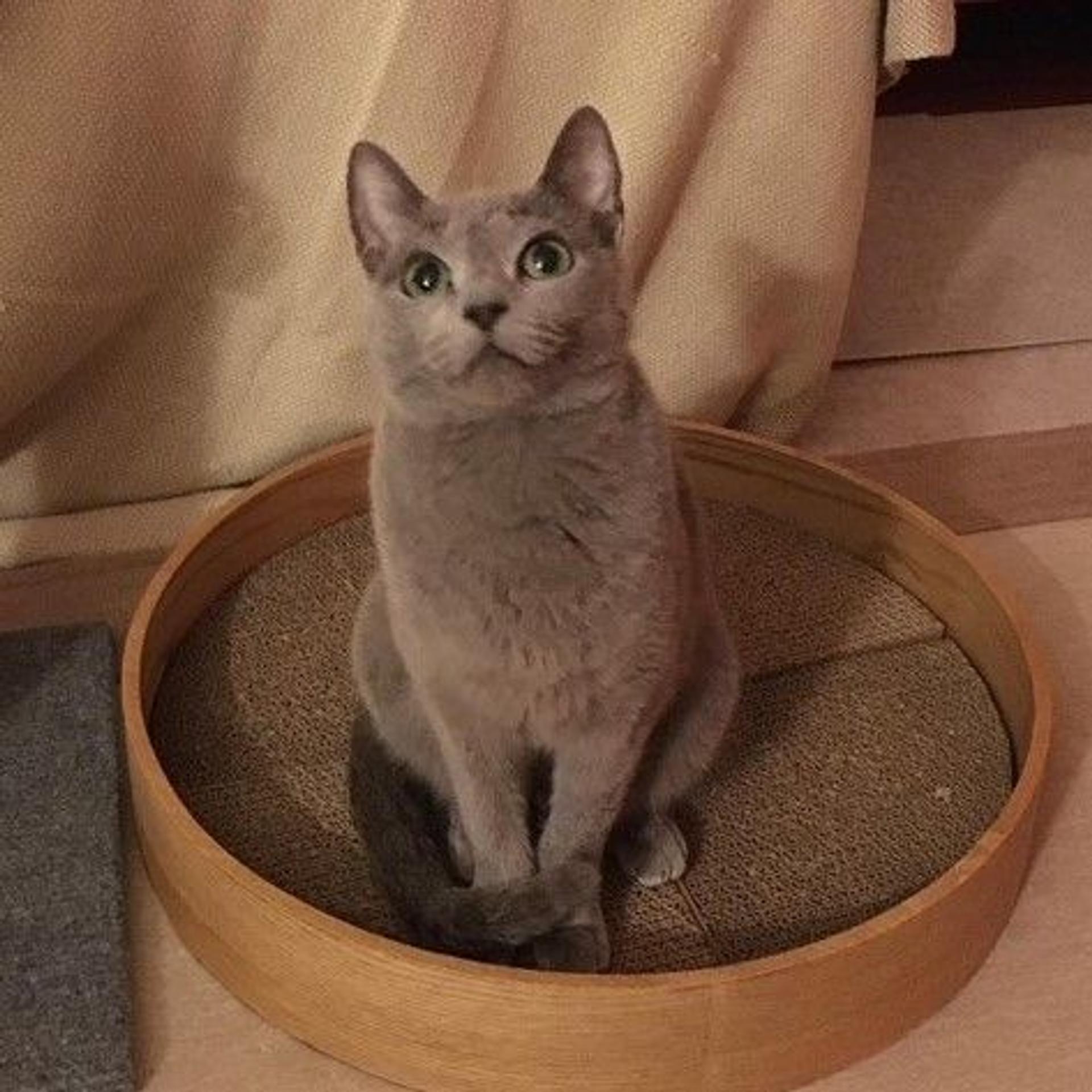 pet-image-2