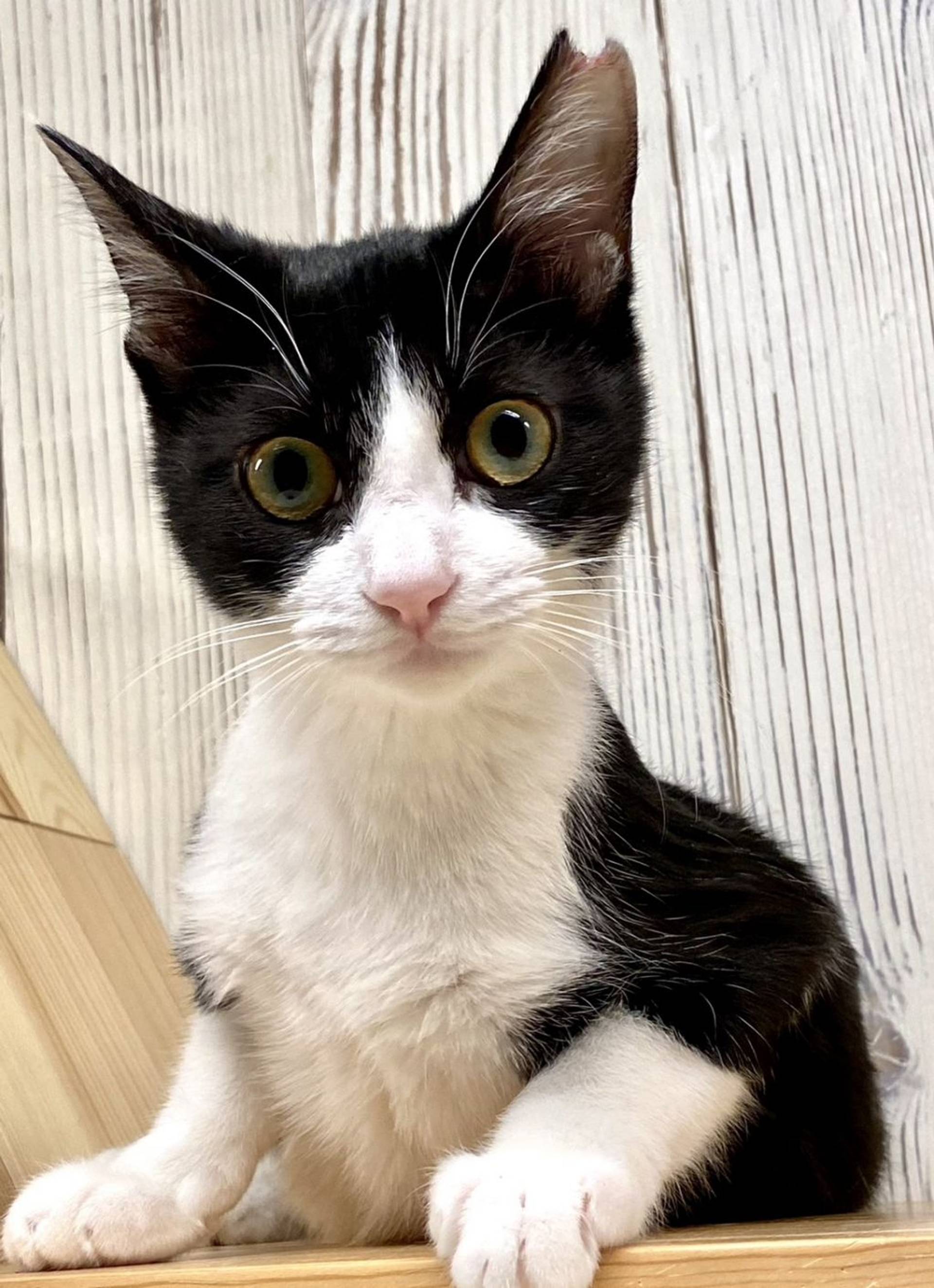 雑種（ミックス猫）・メスの里親募集の写真
