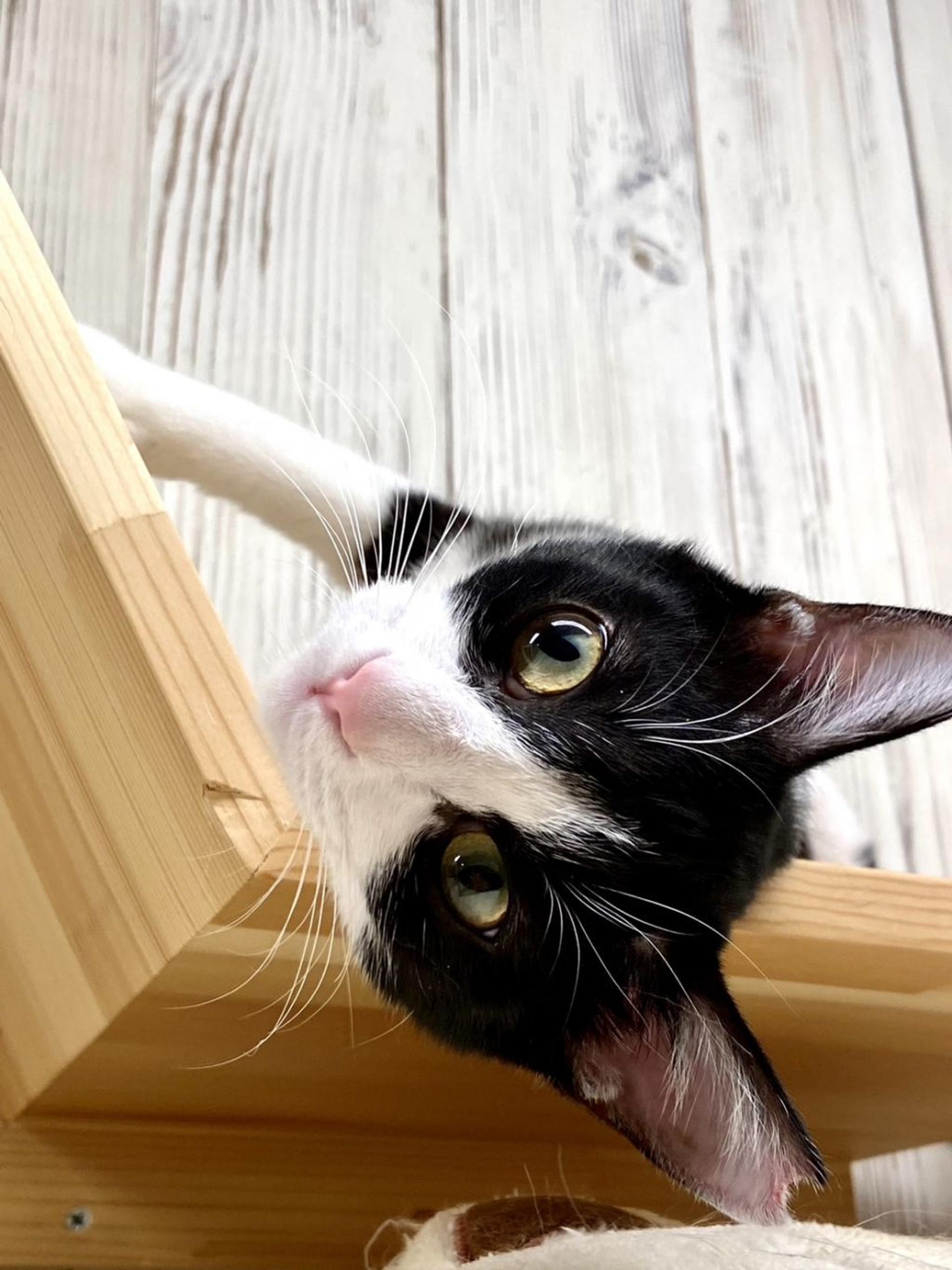 pet-image-2