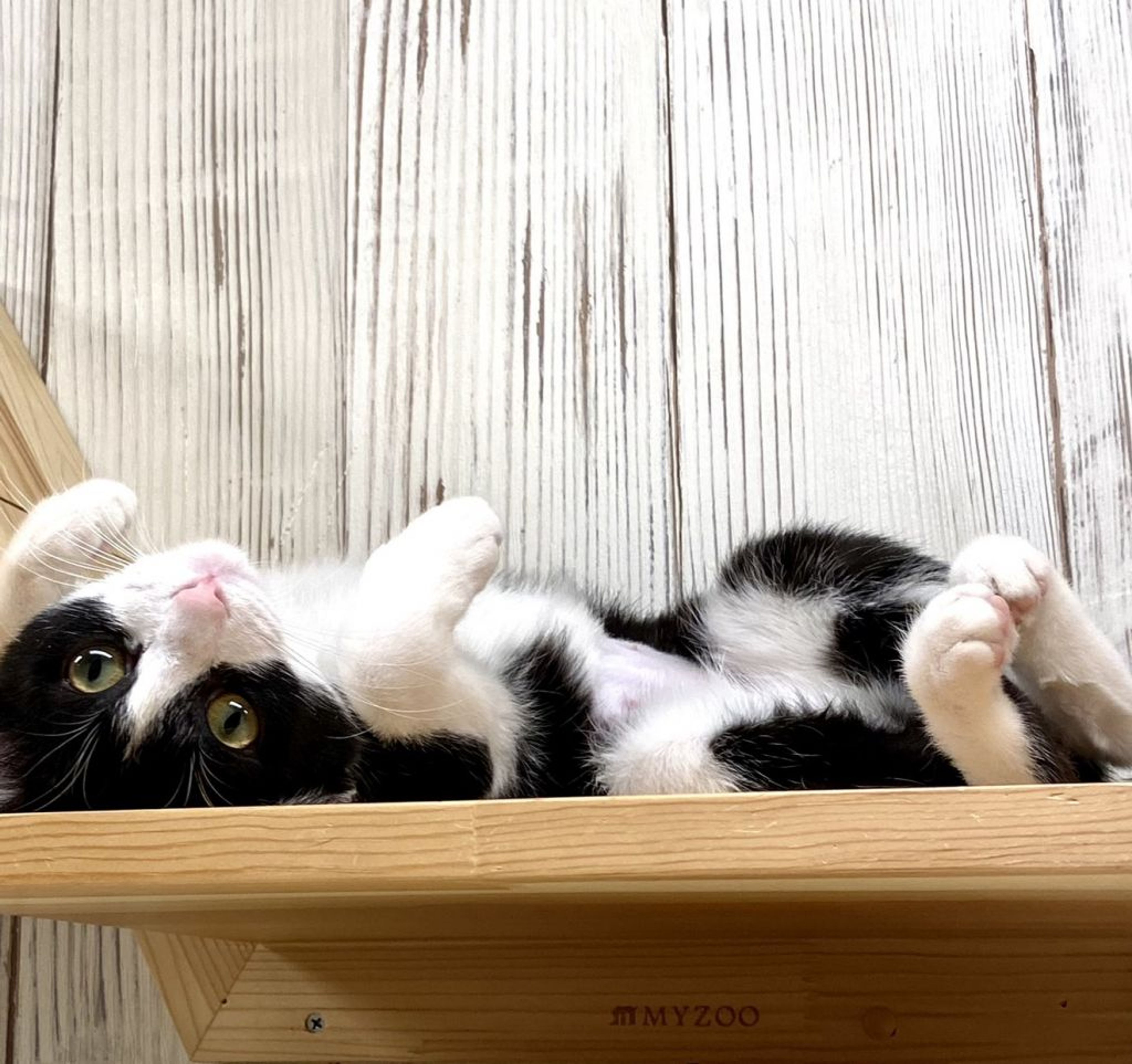 pet-image-3