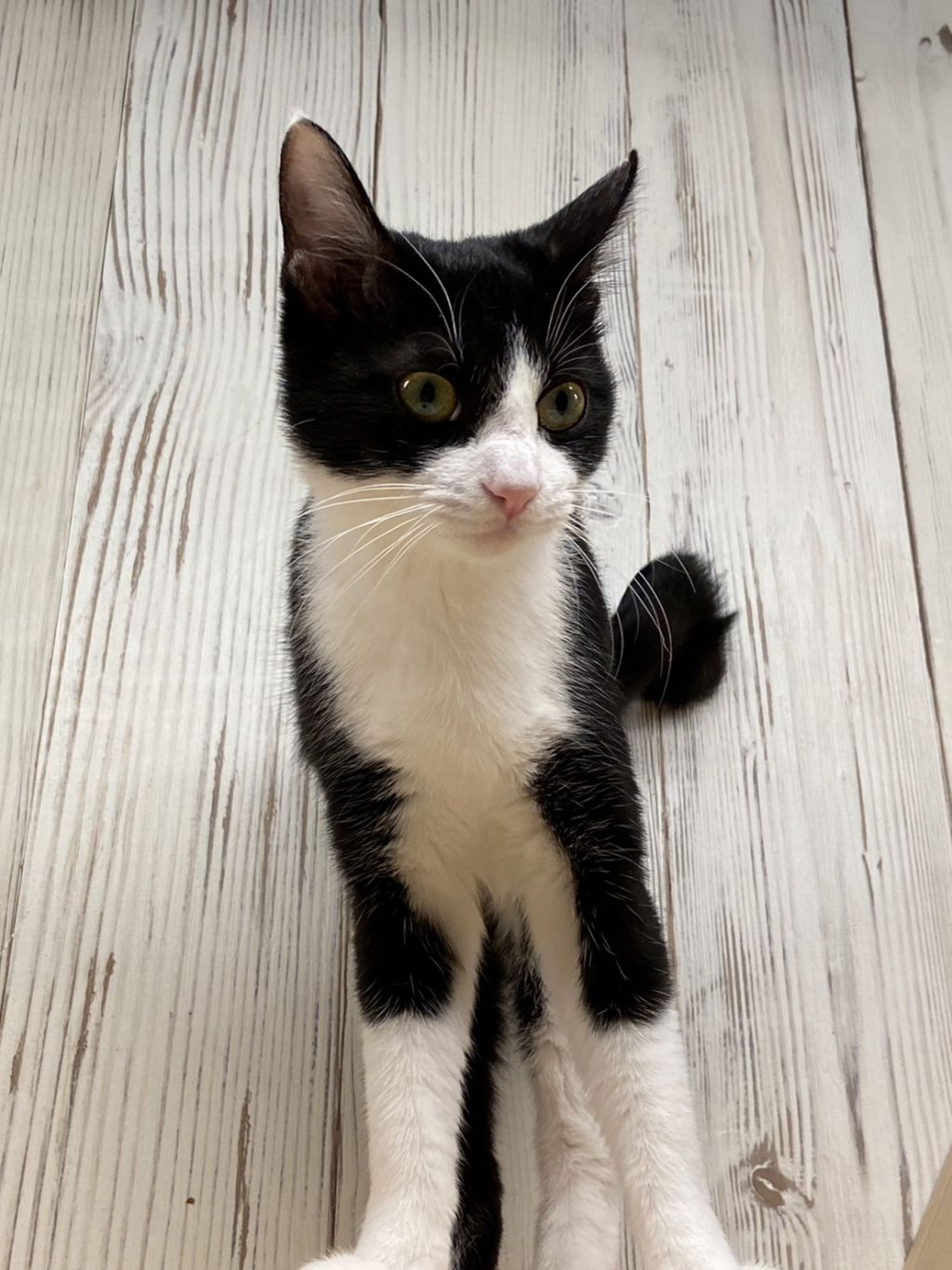 pet-image-4