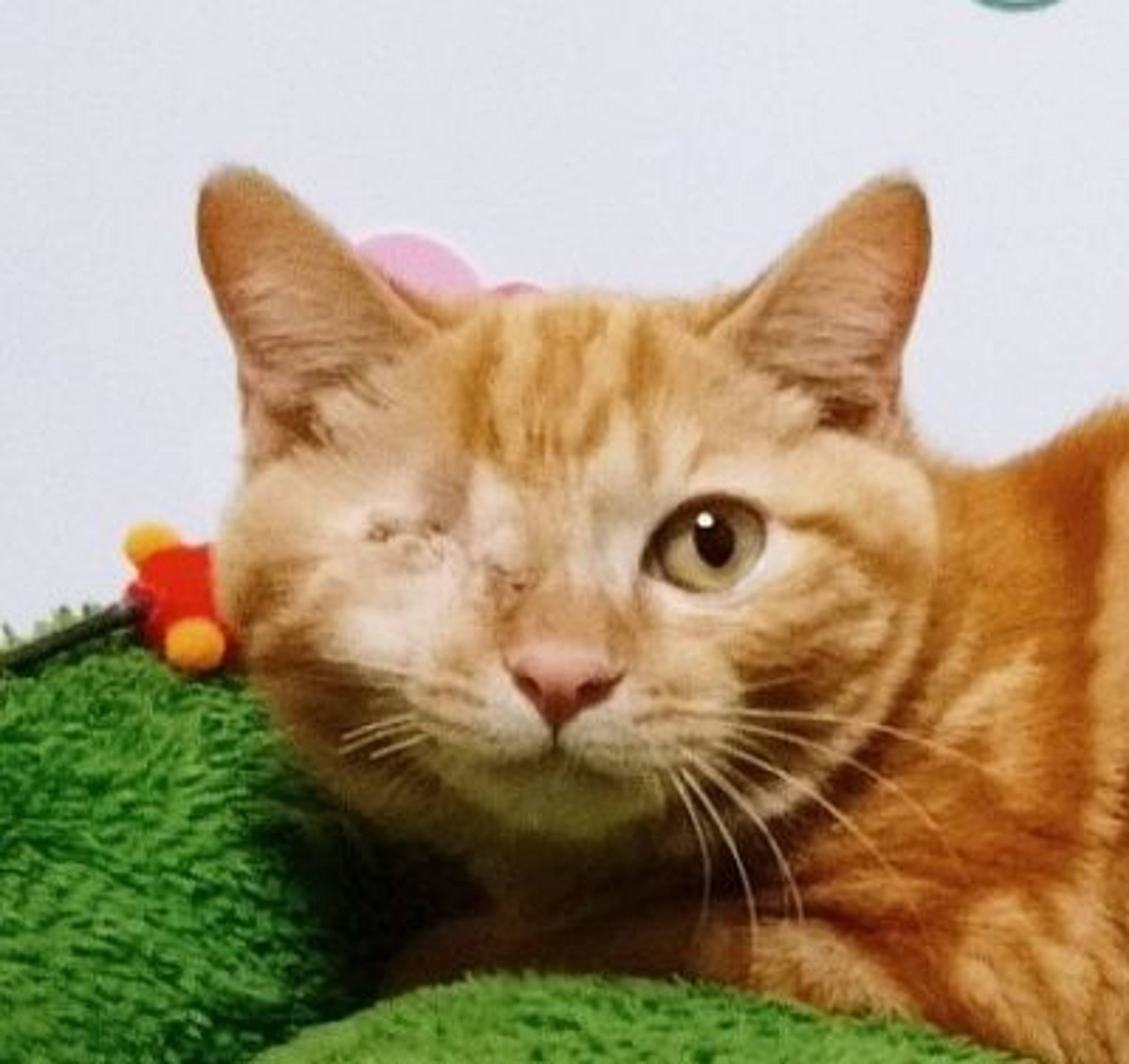 雑種（ミックス猫）・オスの里親募集の写真