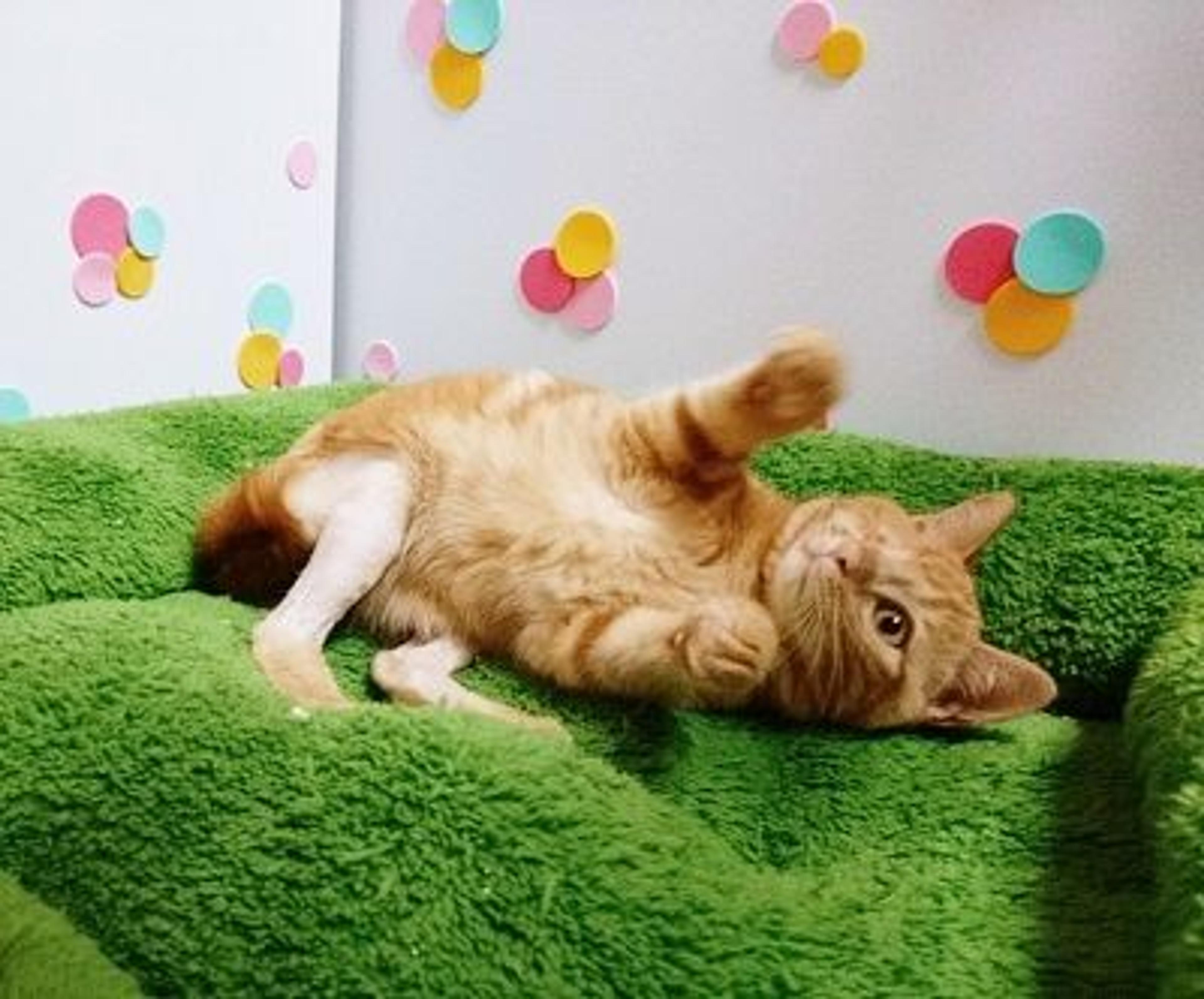 pet-image-2