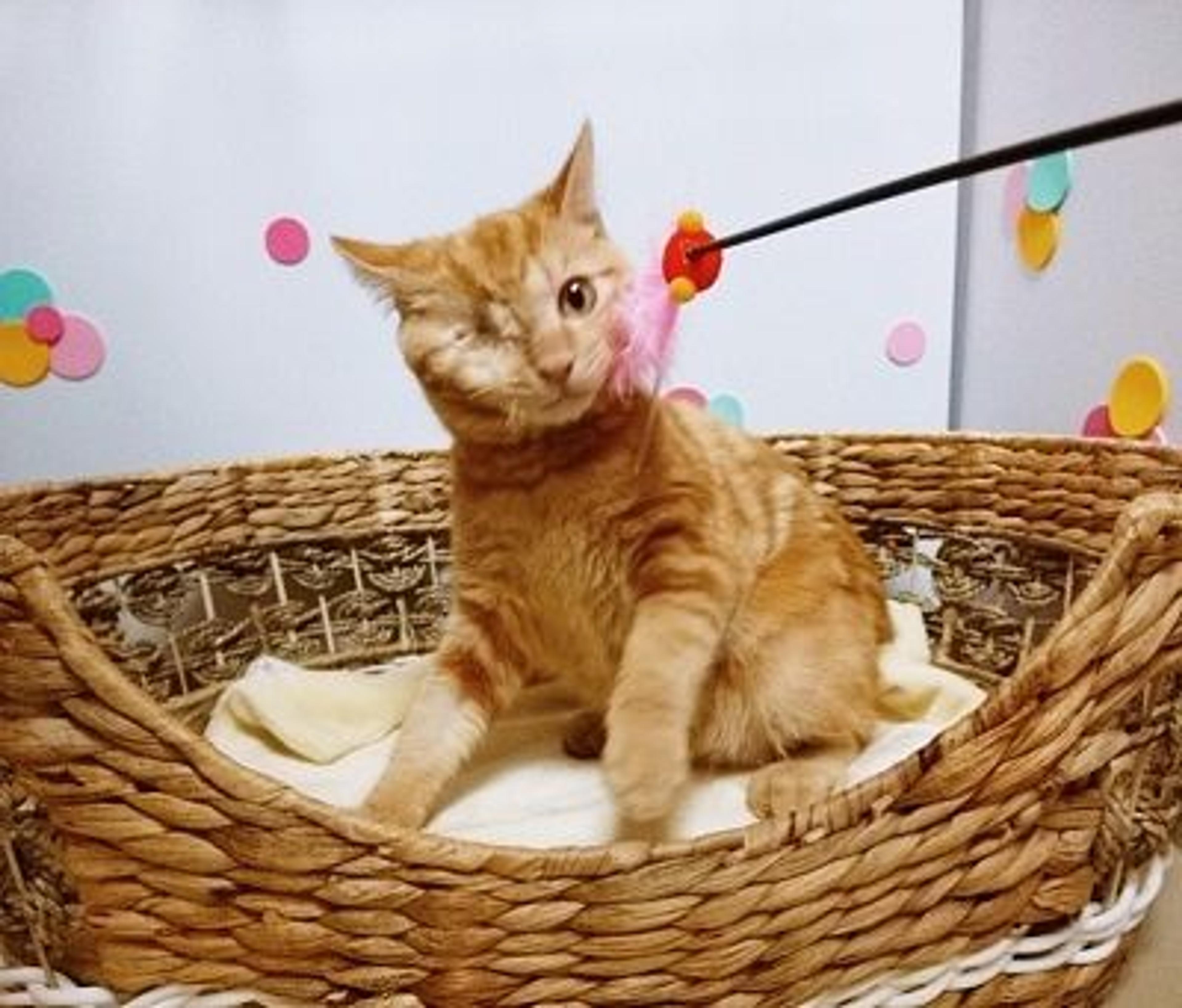 pet-image-3