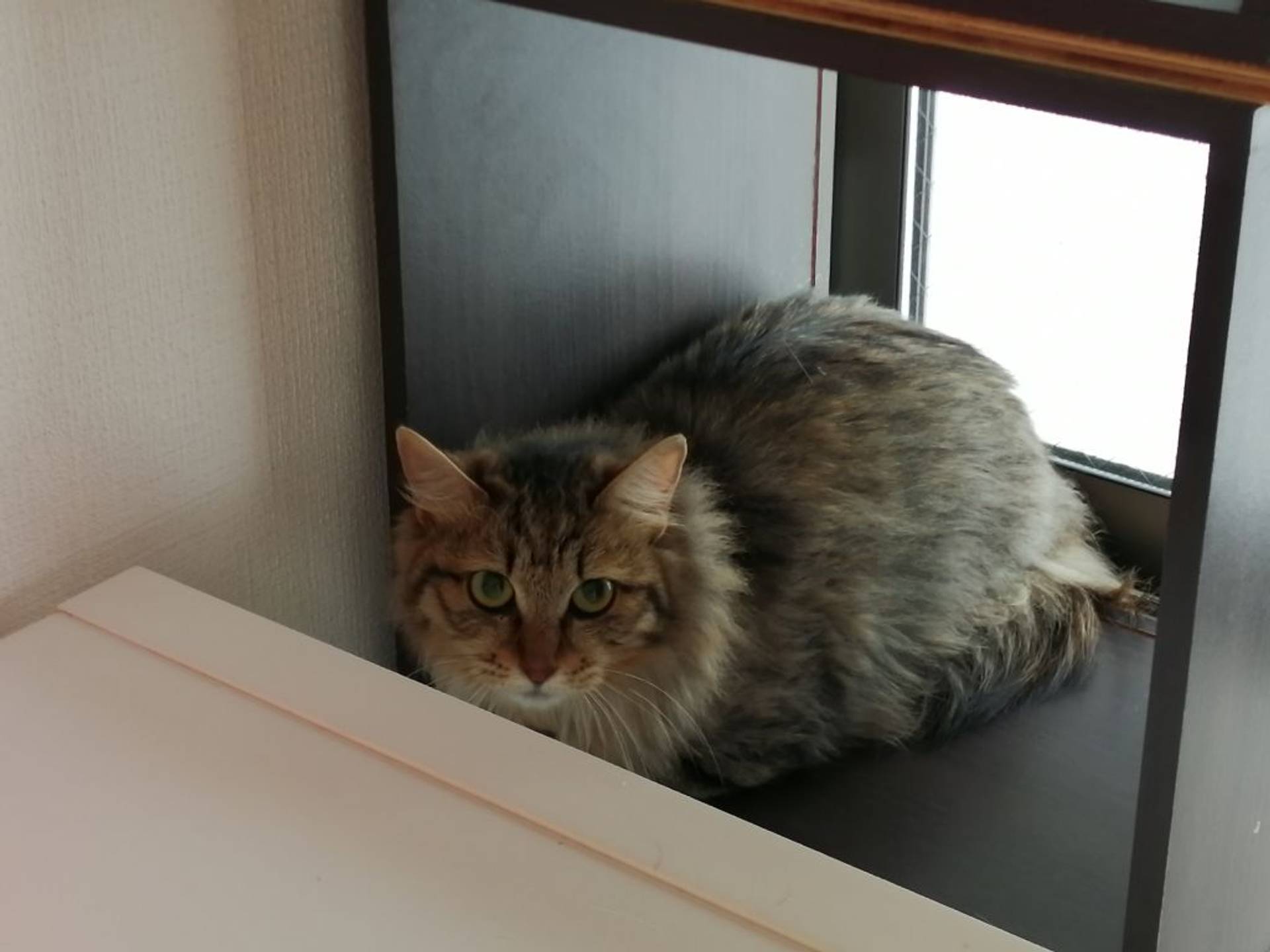 雑種（ミックス猫）・メスの里親募集の写真