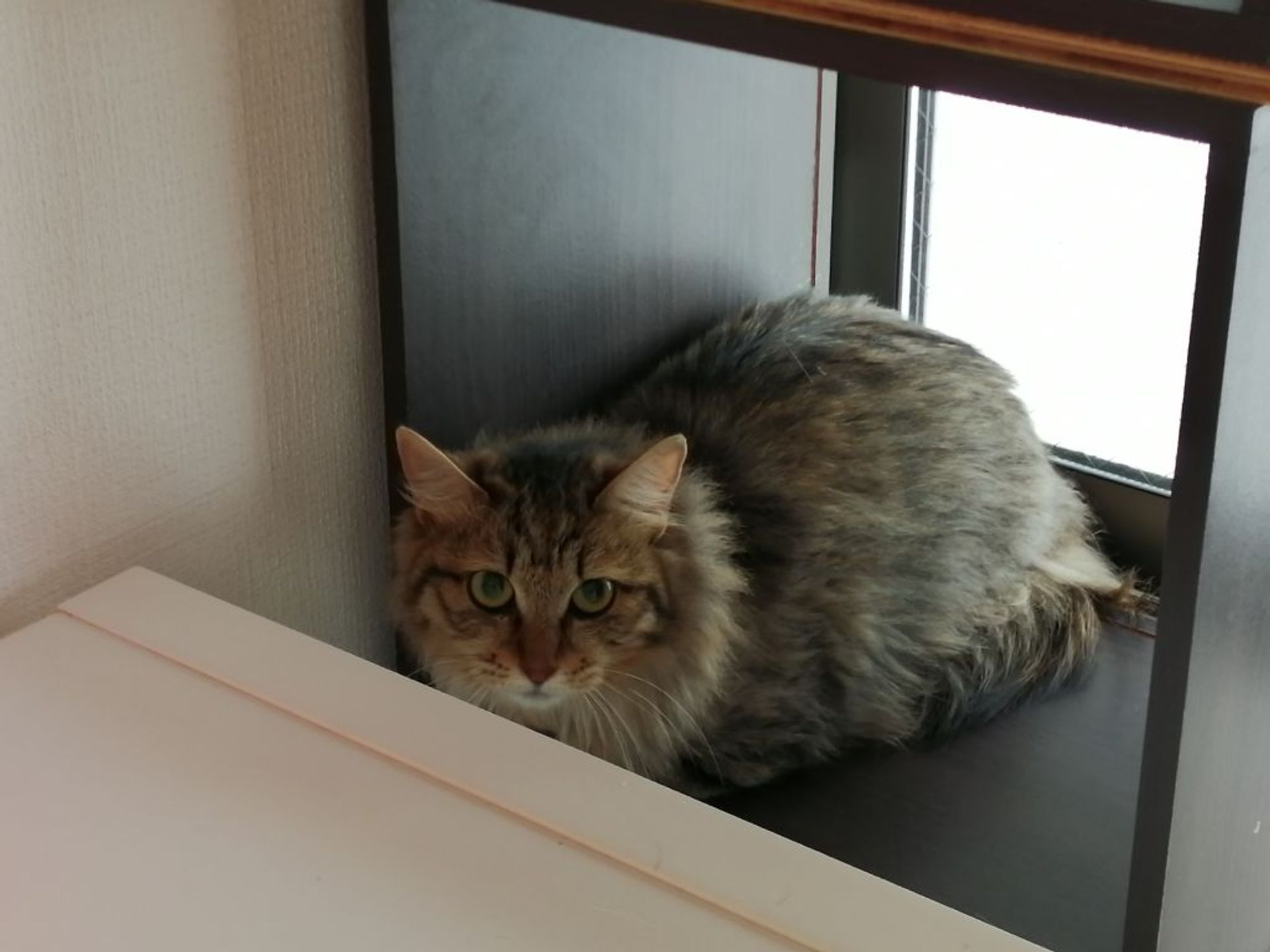 雑種（ミックス猫）・メスの里親募集の写真