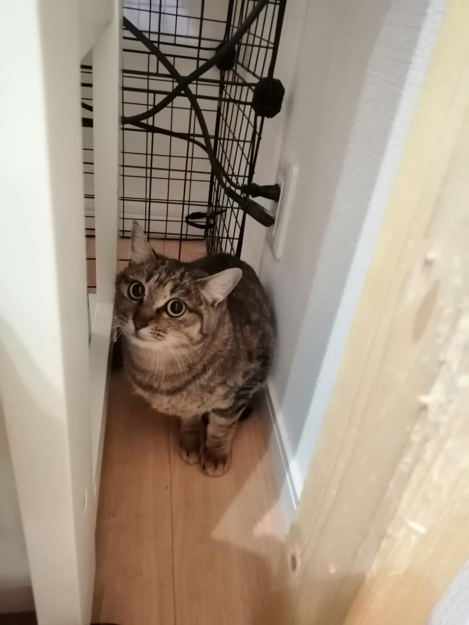雑種（ミックス猫）・メスの里親募集の写真
