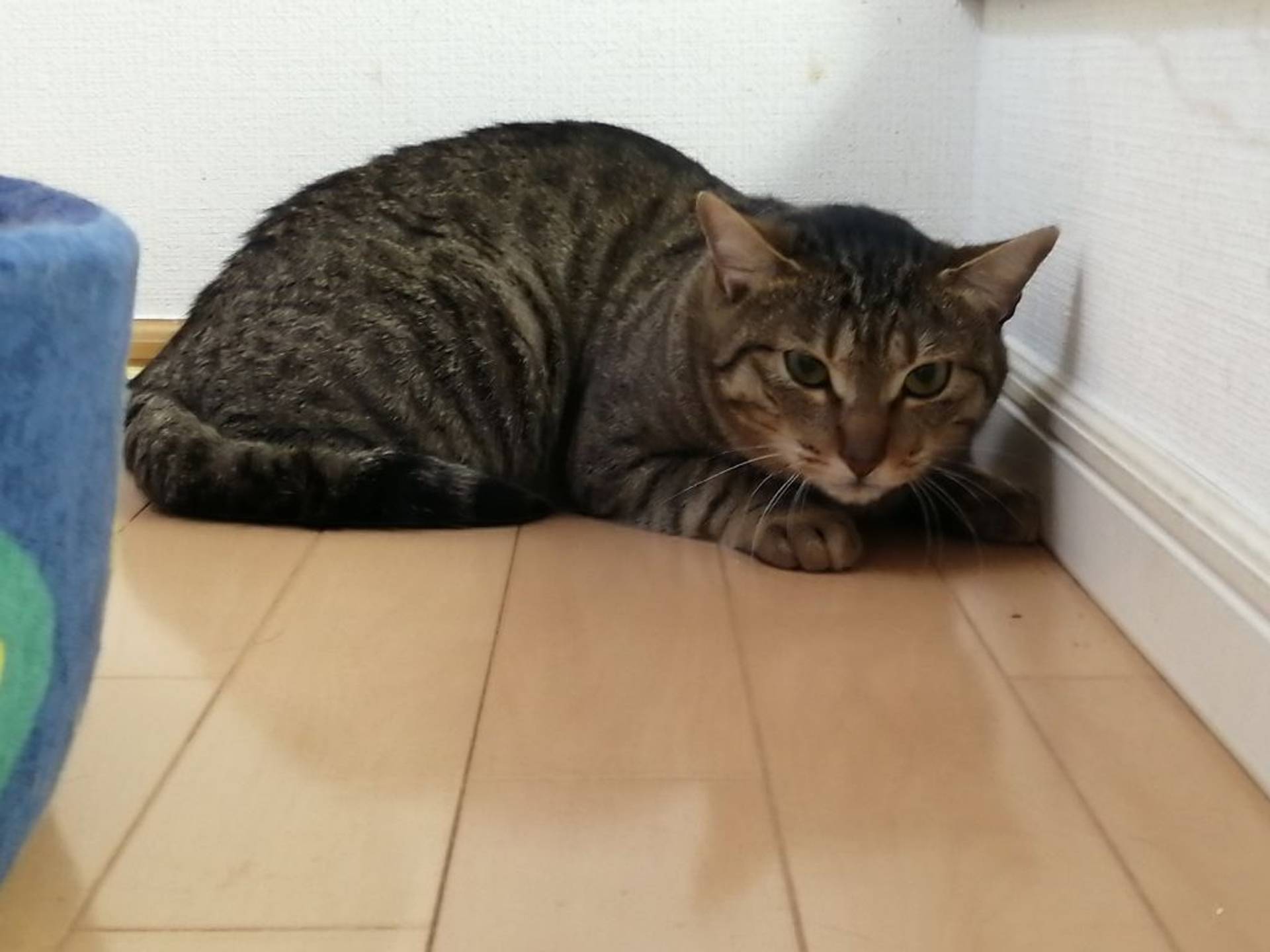 雑種（ミックス猫）・オスの里親募集の写真