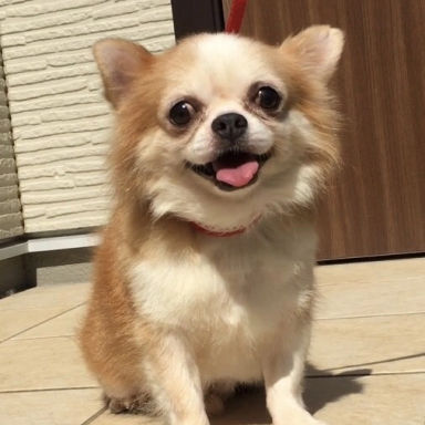 シャトレ