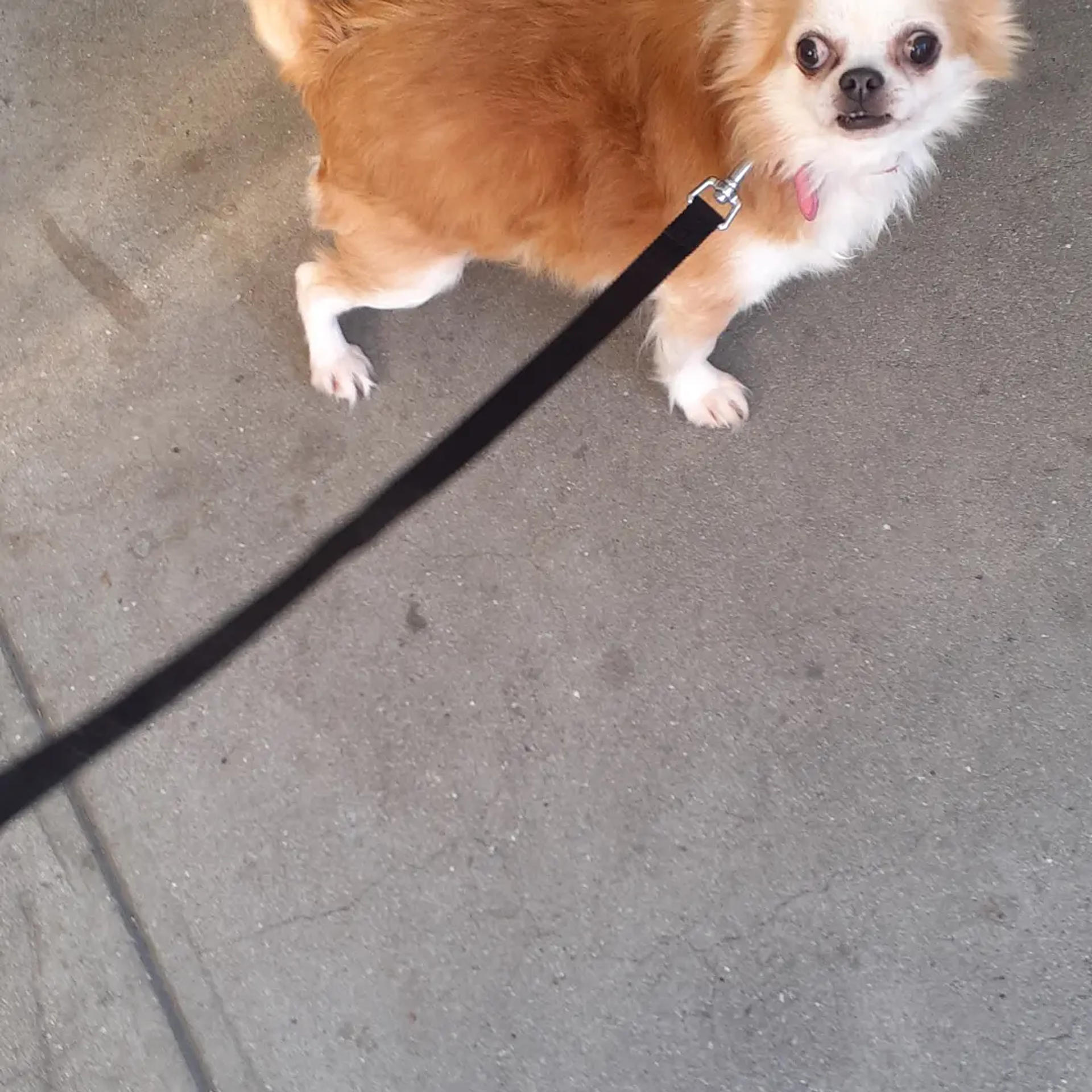 pet-image-3