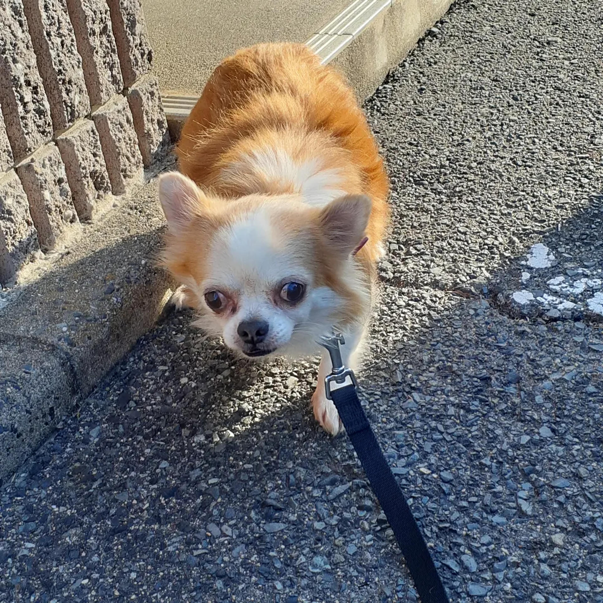 pet-image-4