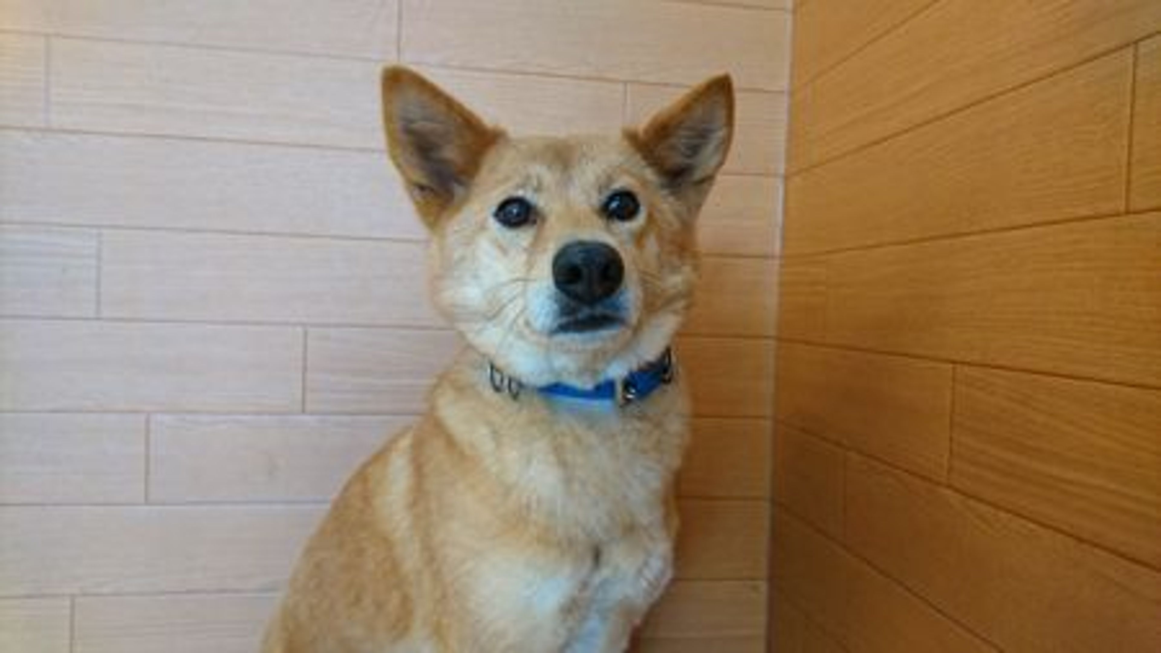 雑種（ミックス犬）・メスの里親募集の写真
