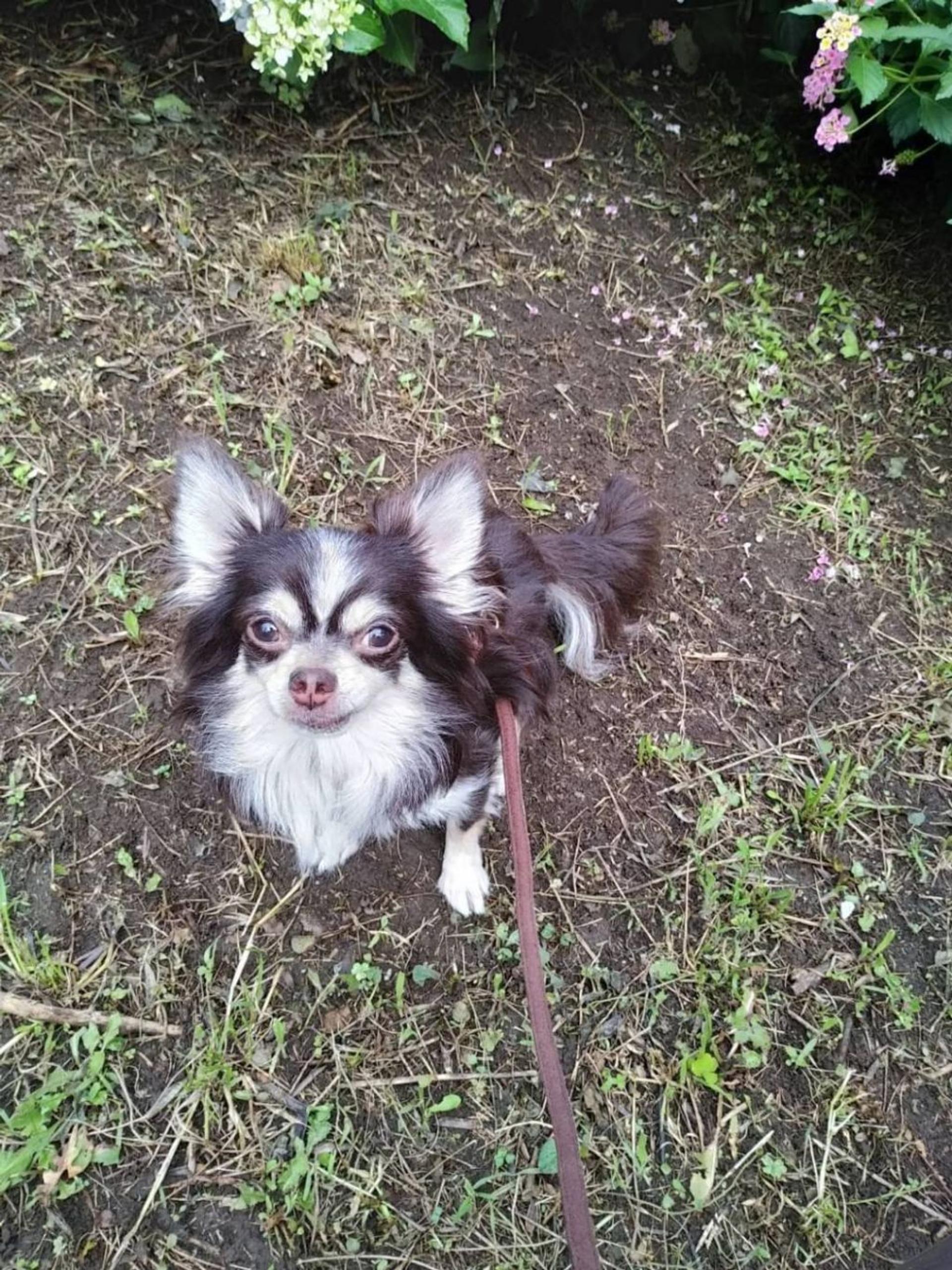 pet-image-2