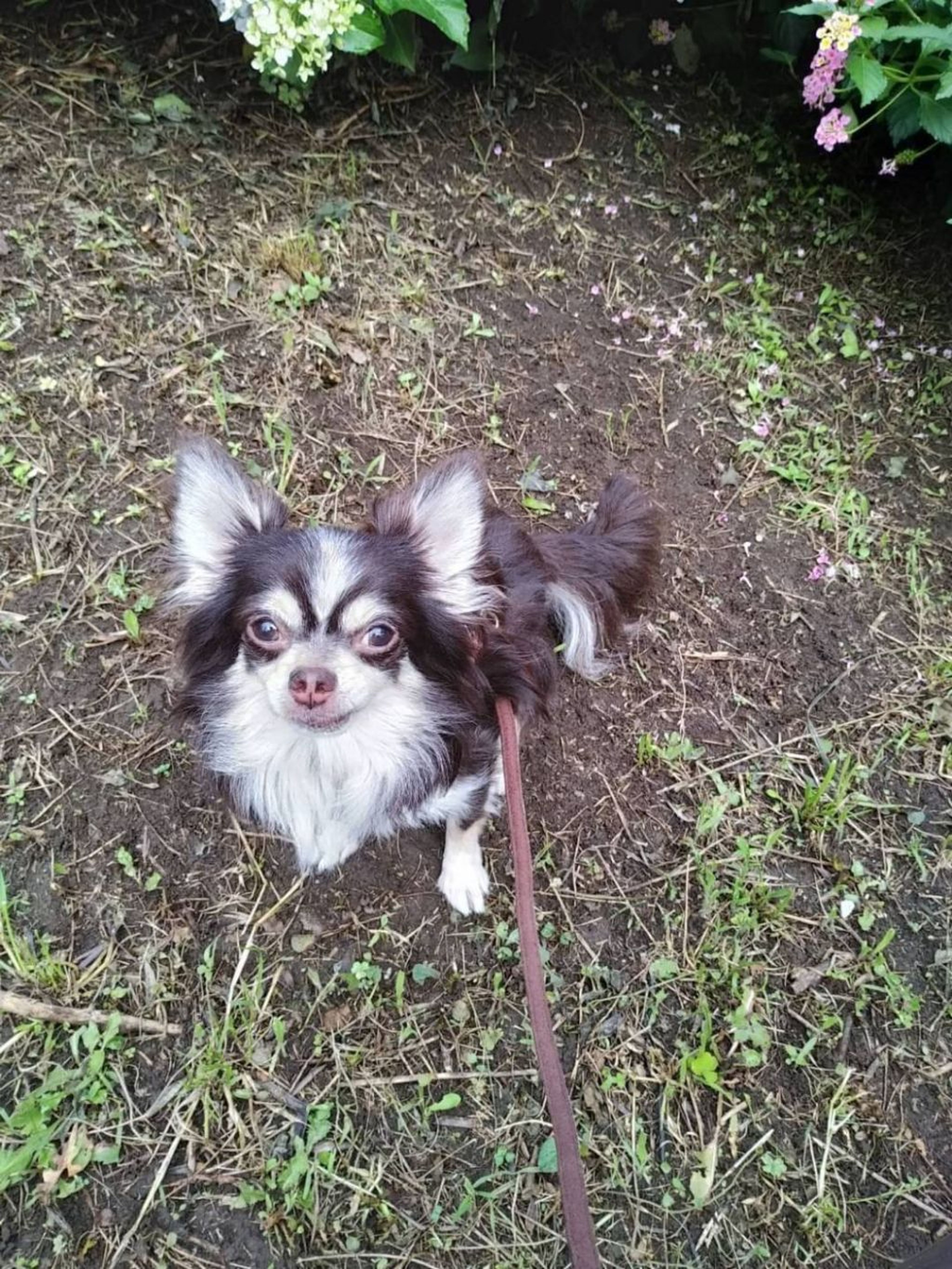pet-image-2