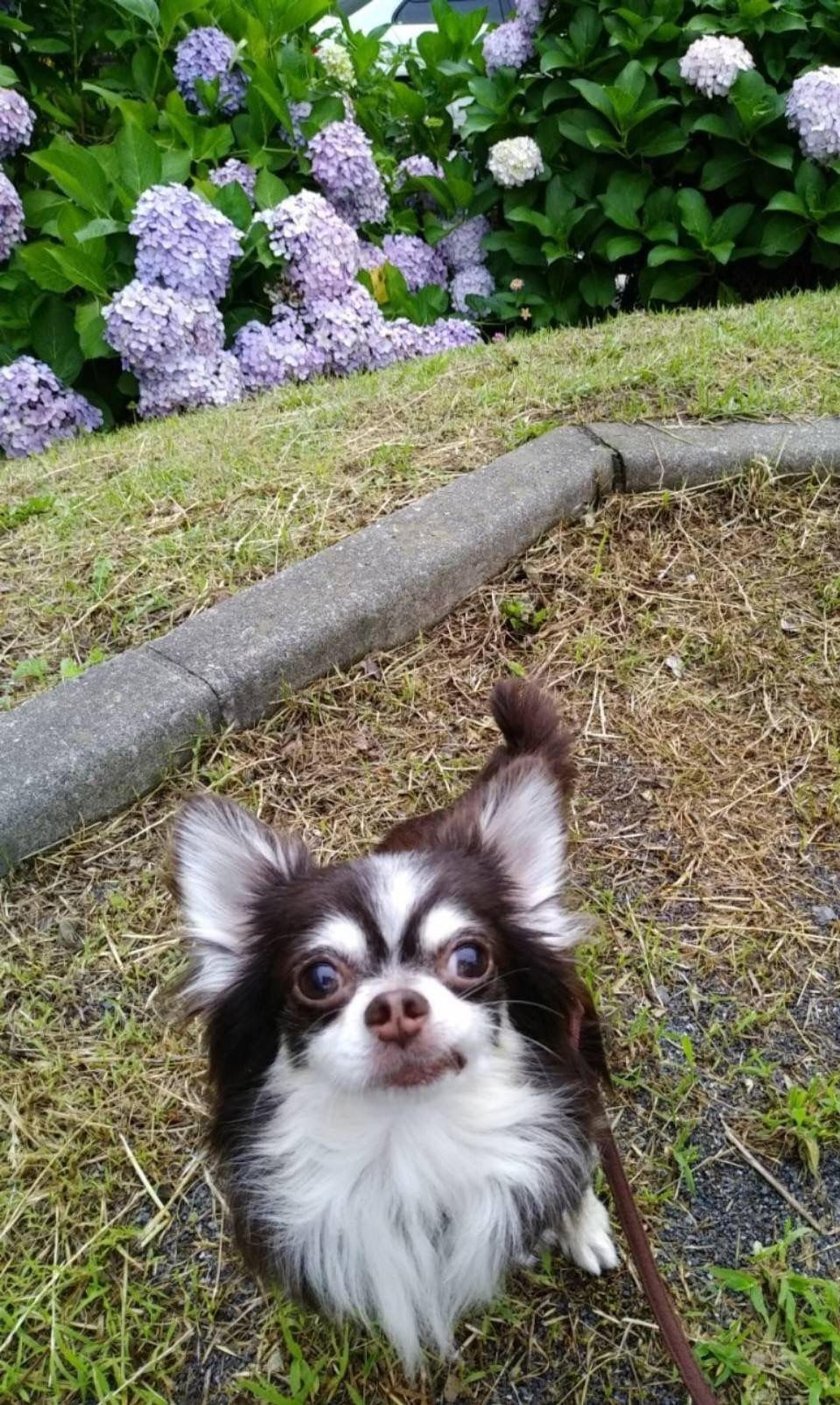 pet-image-4