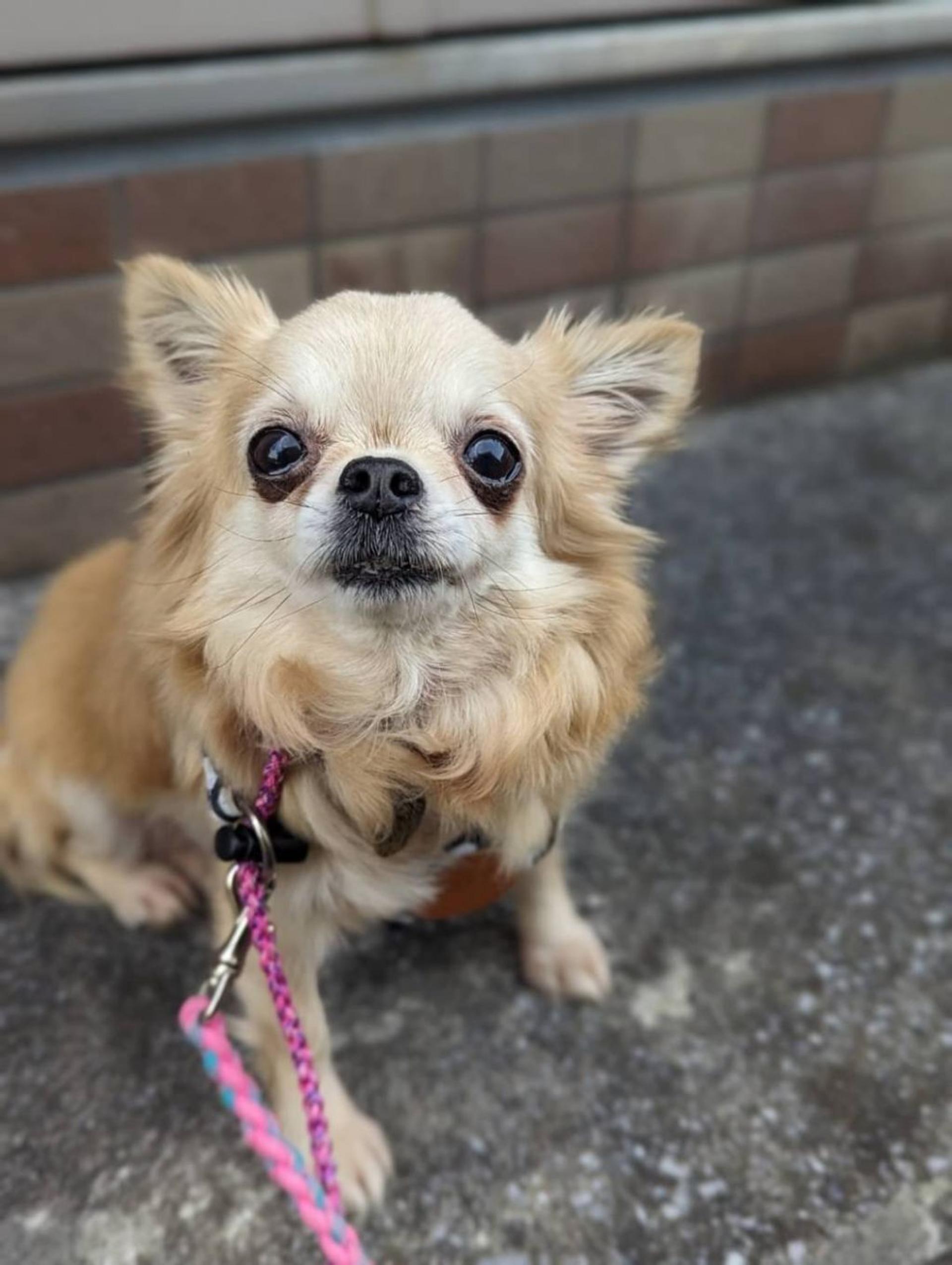 pet-image-2