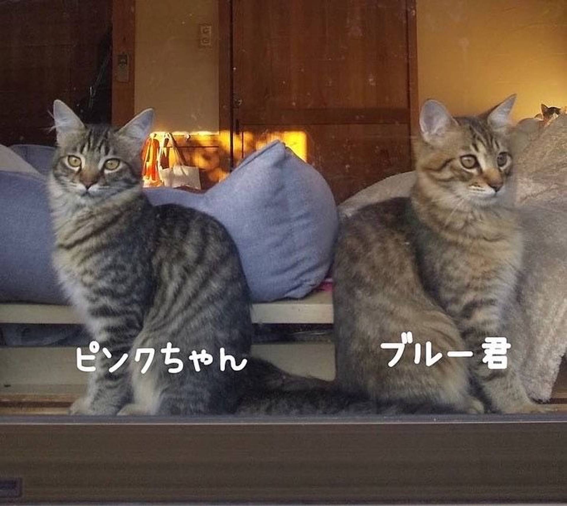 日本猫・メスの里親募集の写真