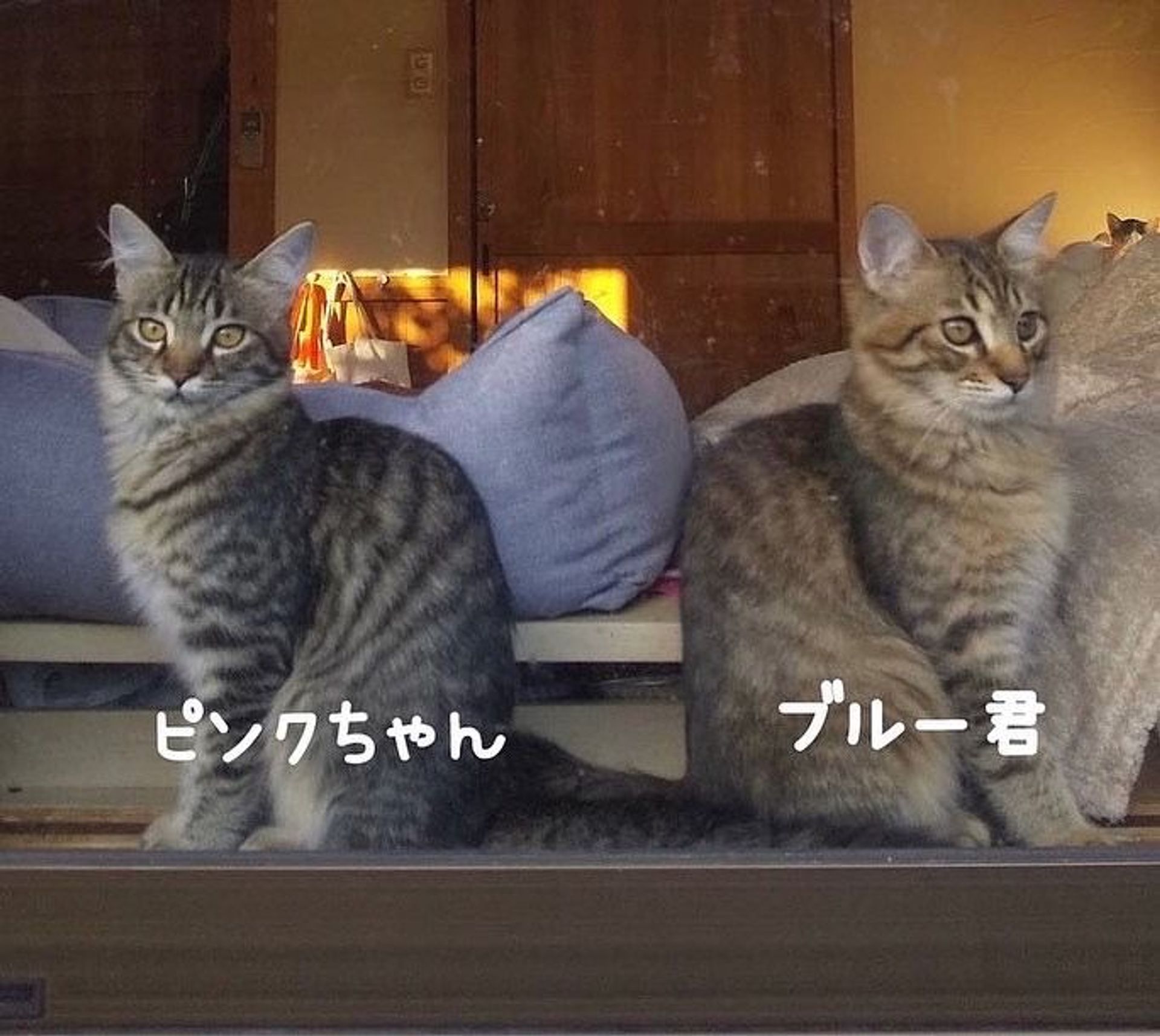 日本猫・メスの里親募集の写真