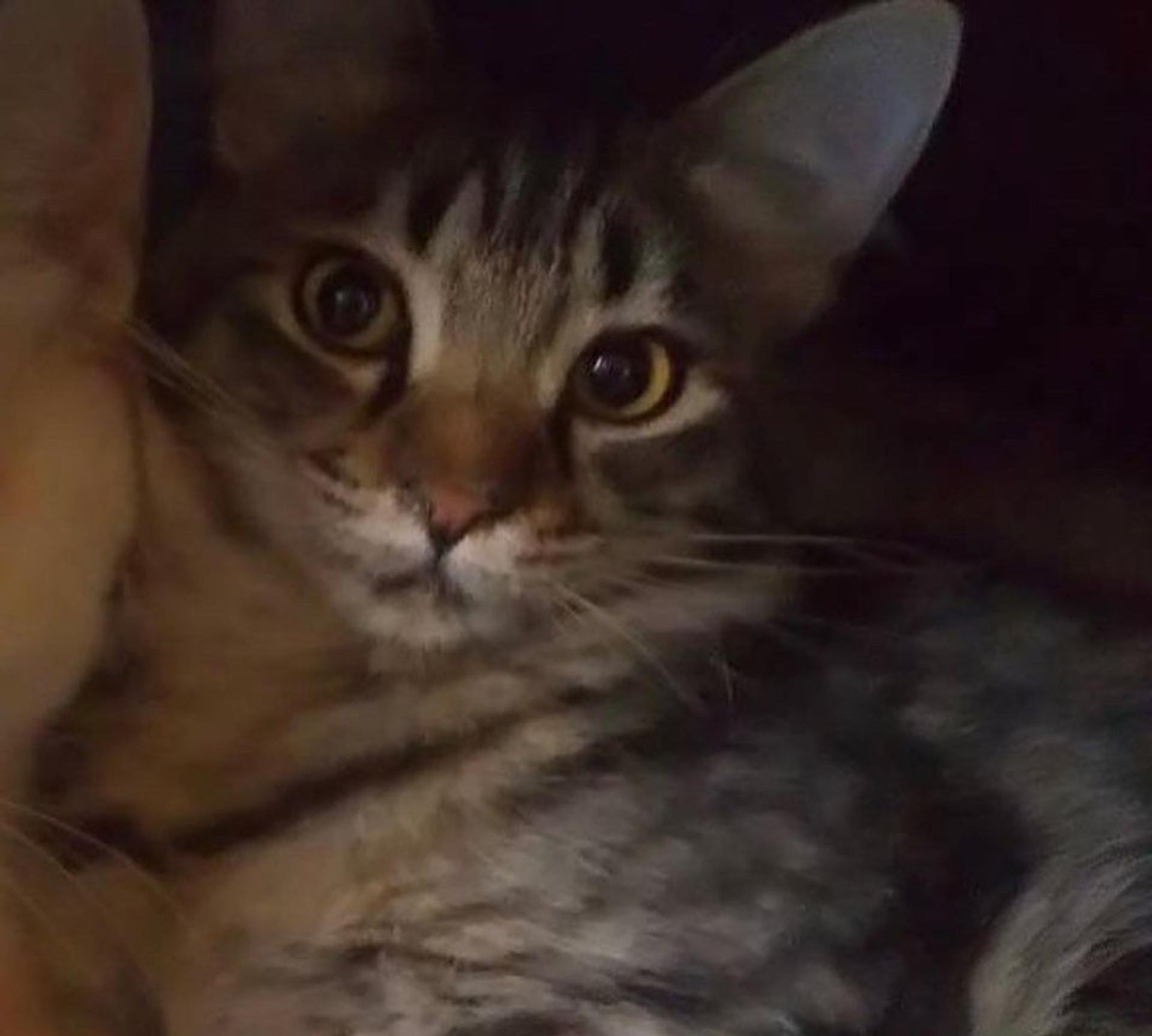 pet-image-2