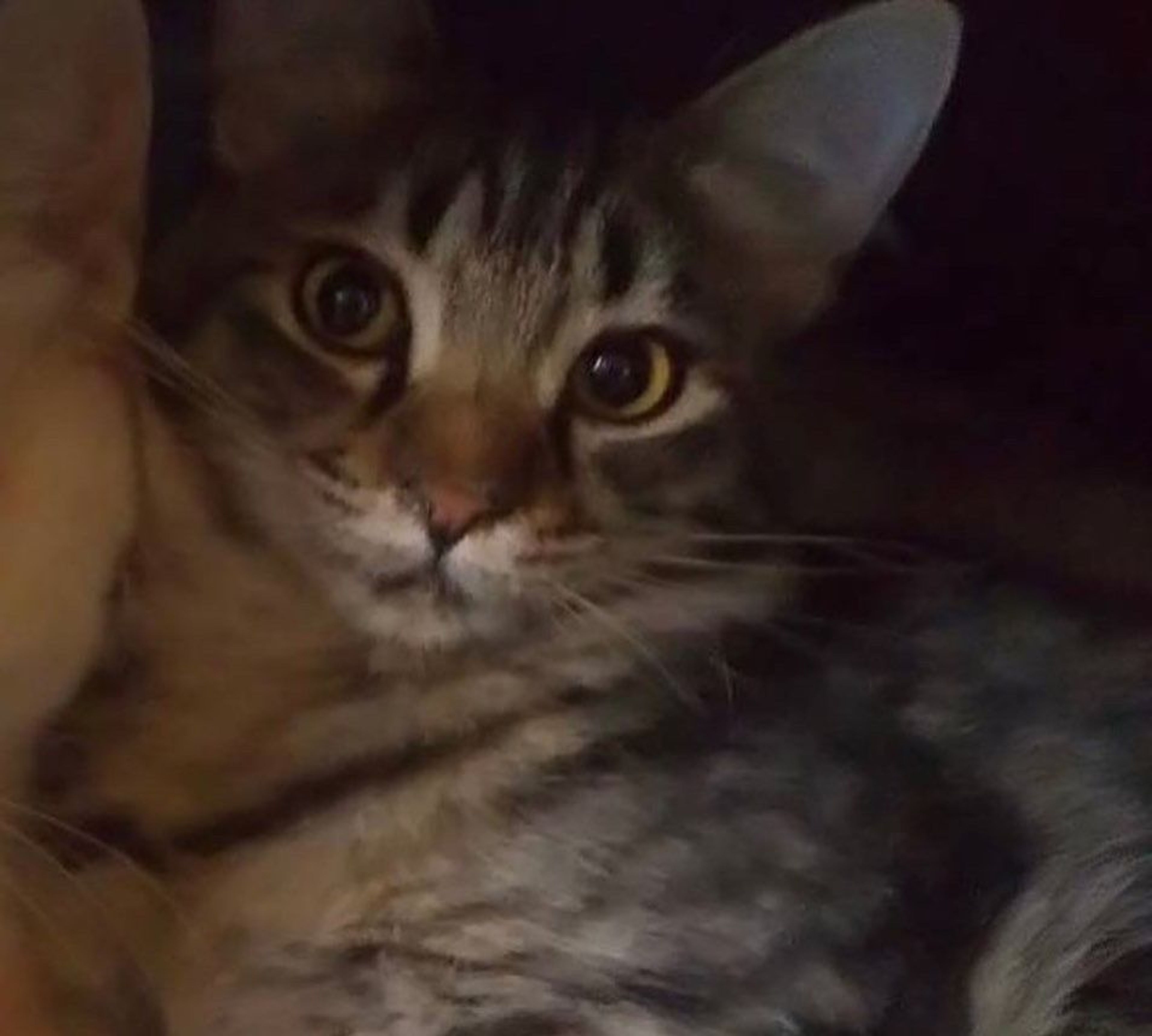 pet-image-2