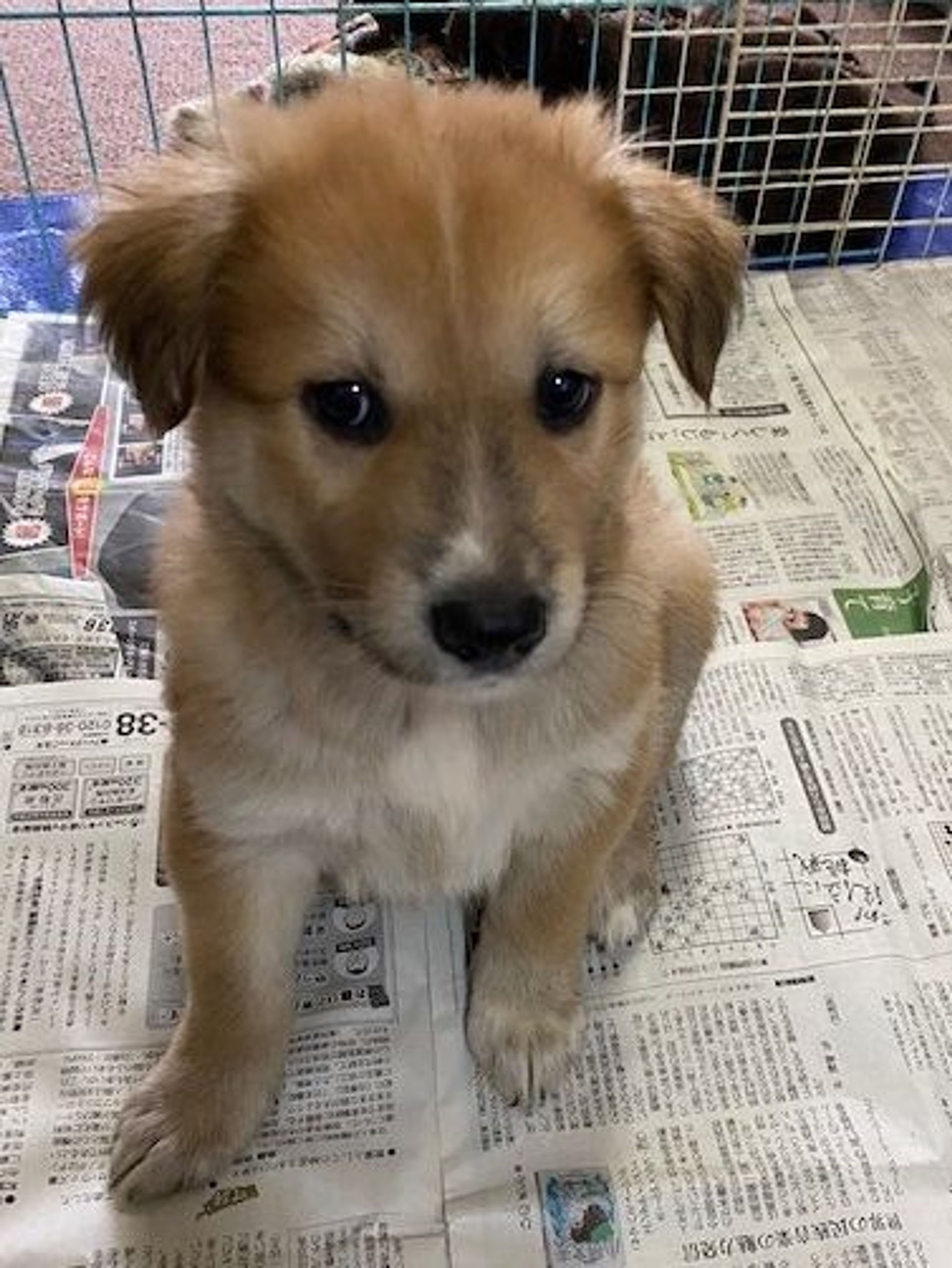 雑種（ミックス犬）・オスの里親募集の写真