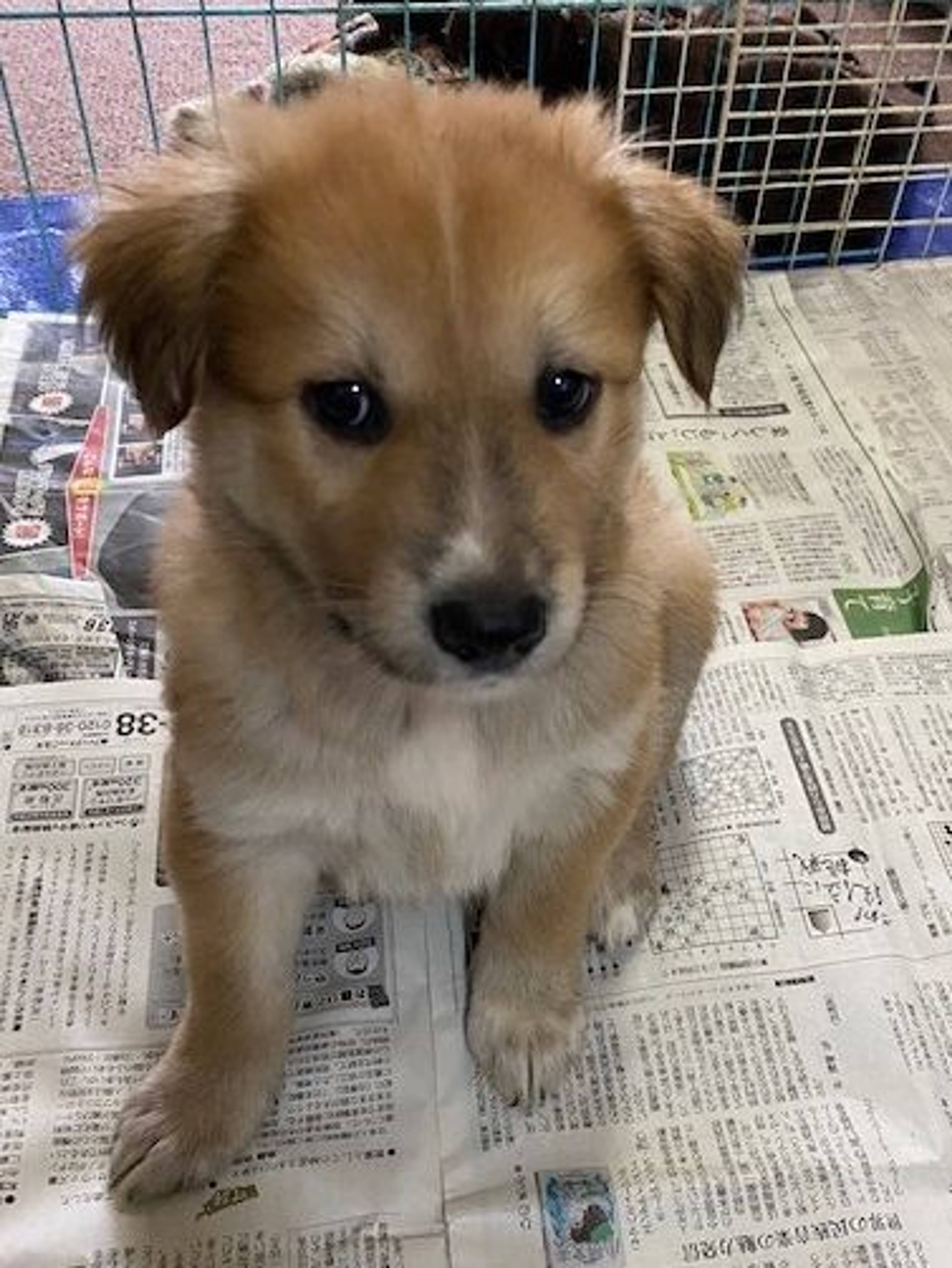 雑種（ミックス犬）・オスの里親募集の写真