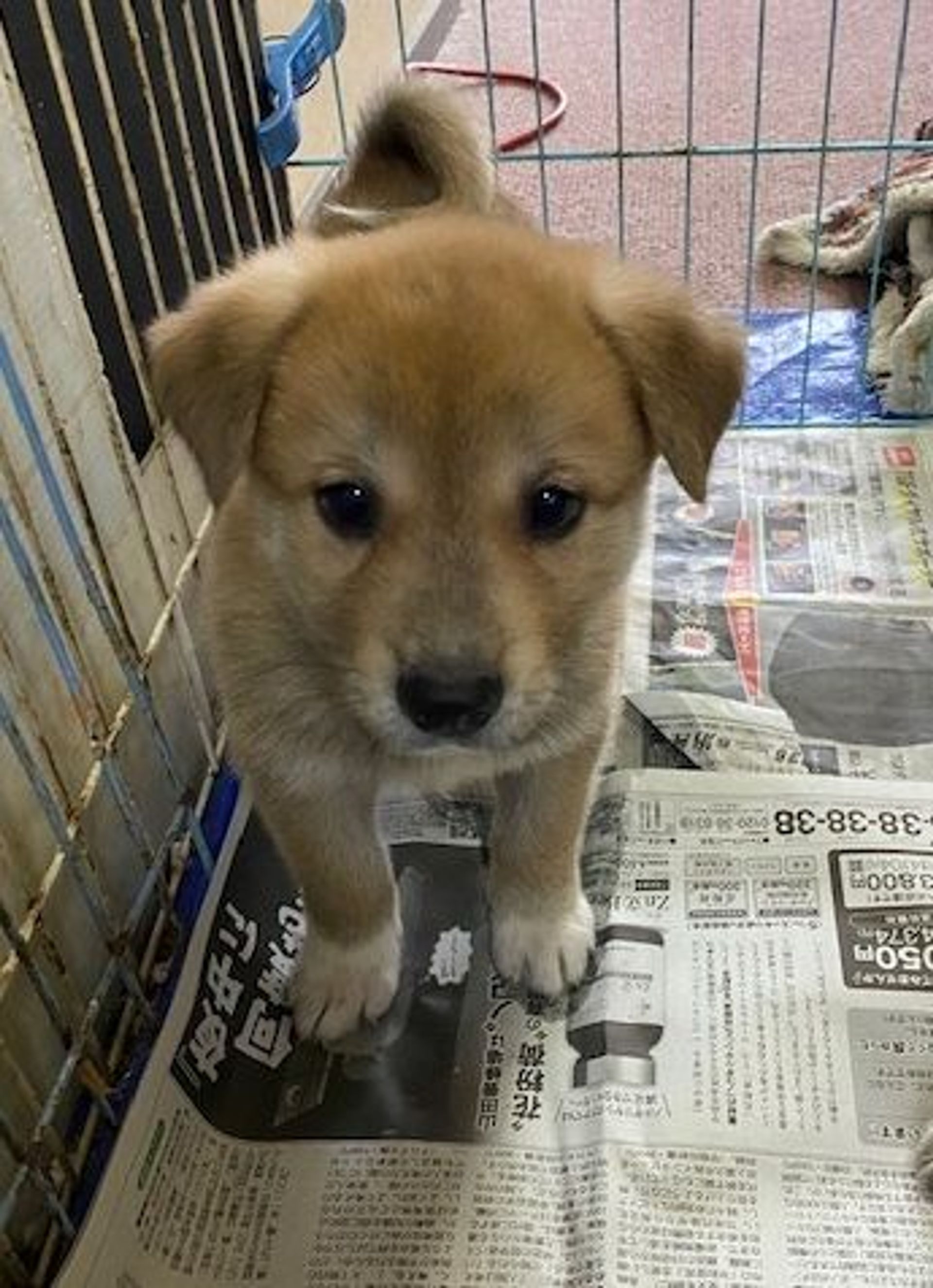 雑種（ミックス犬）・オスの里親募集の写真