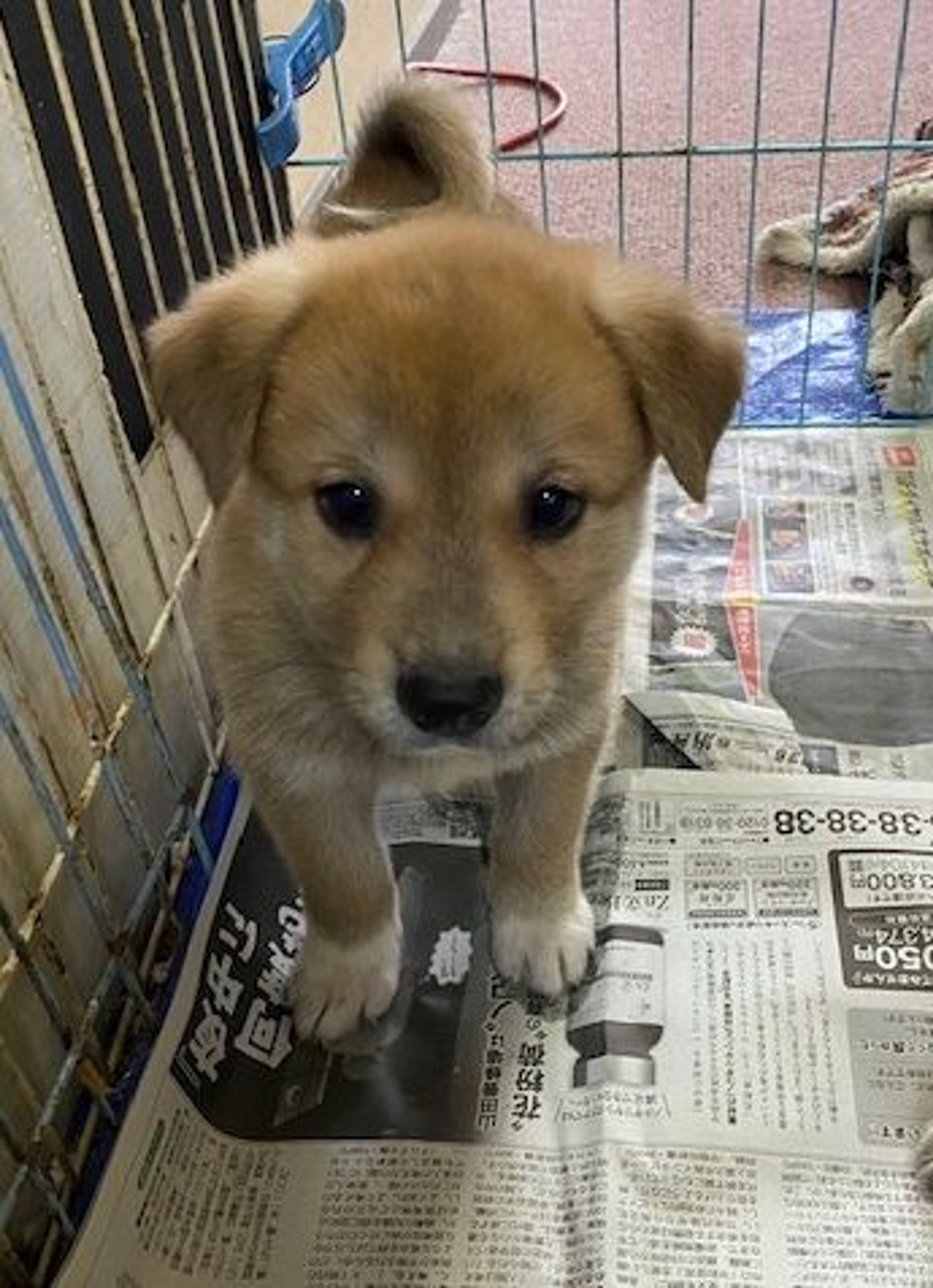 雑種（ミックス犬）・オスの里親募集の写真
