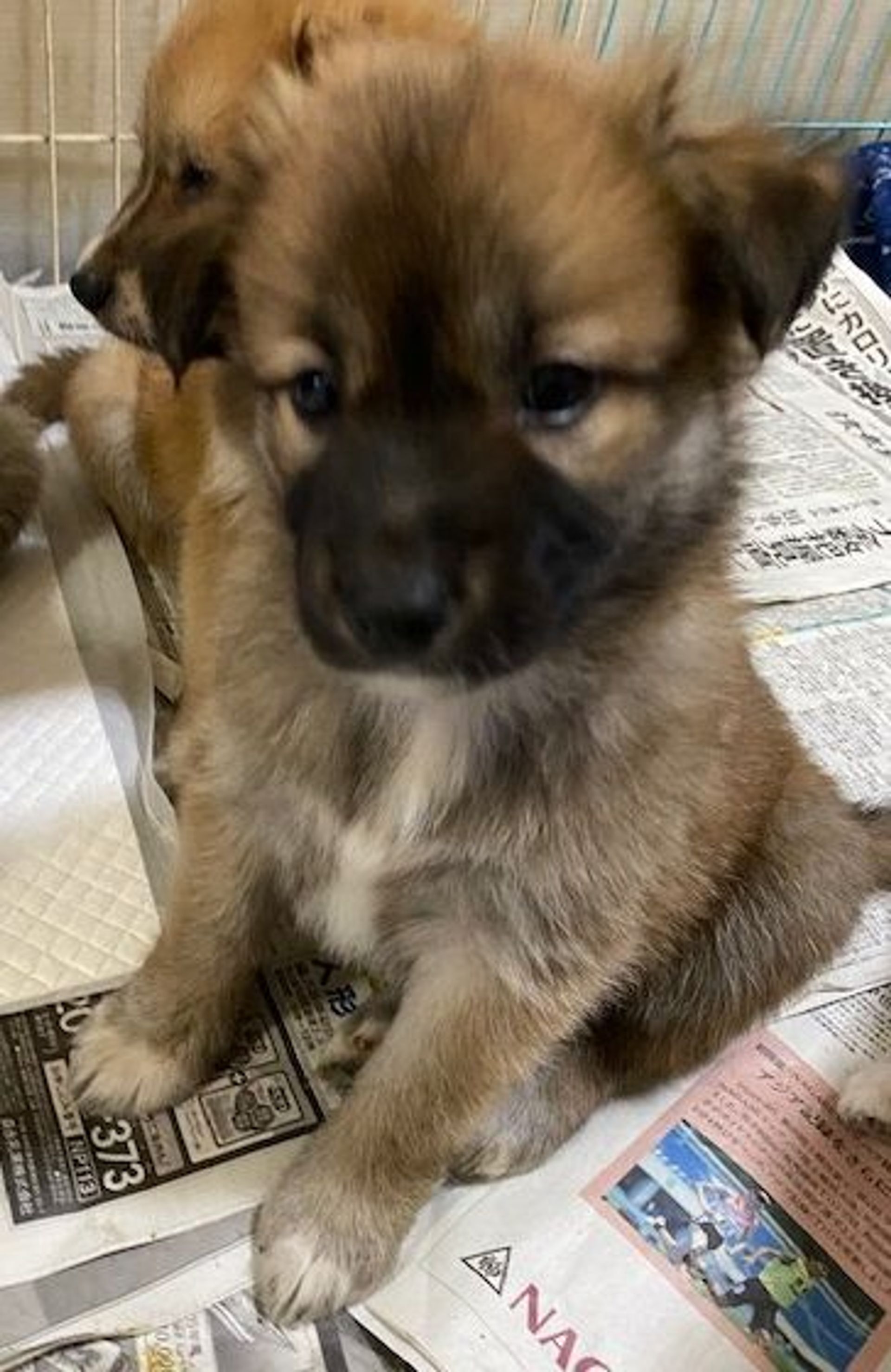 雑種（ミックス犬）・メスの里親募集の写真